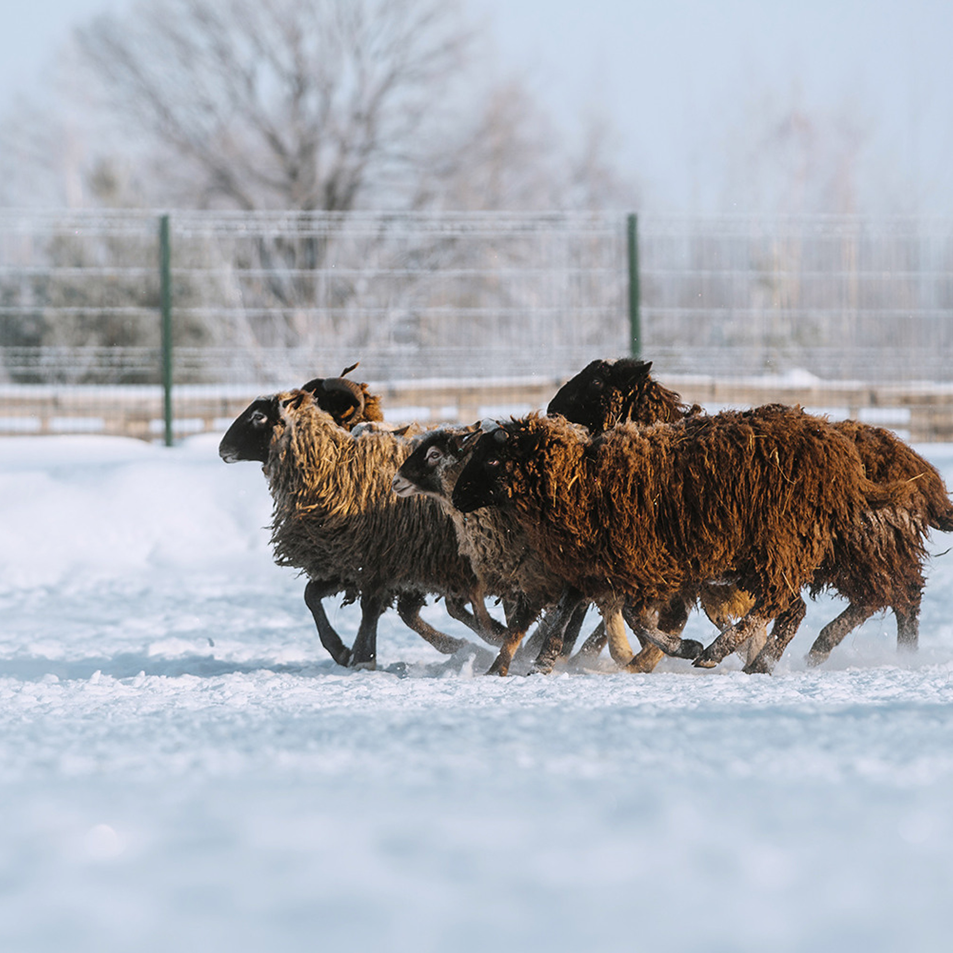 Пастьба в феврале. Фотограф Анна Тюрина