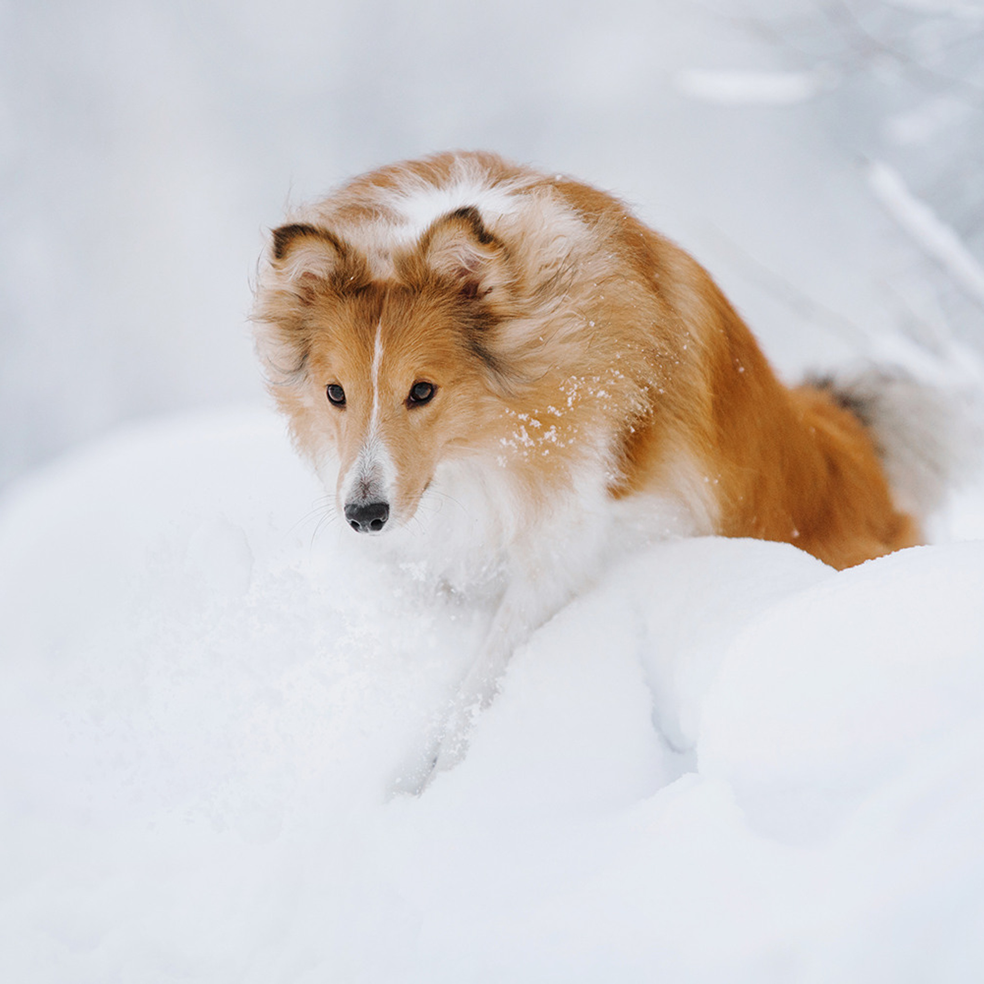 Пастьба в декабре. Фотограф Анна Тюрина