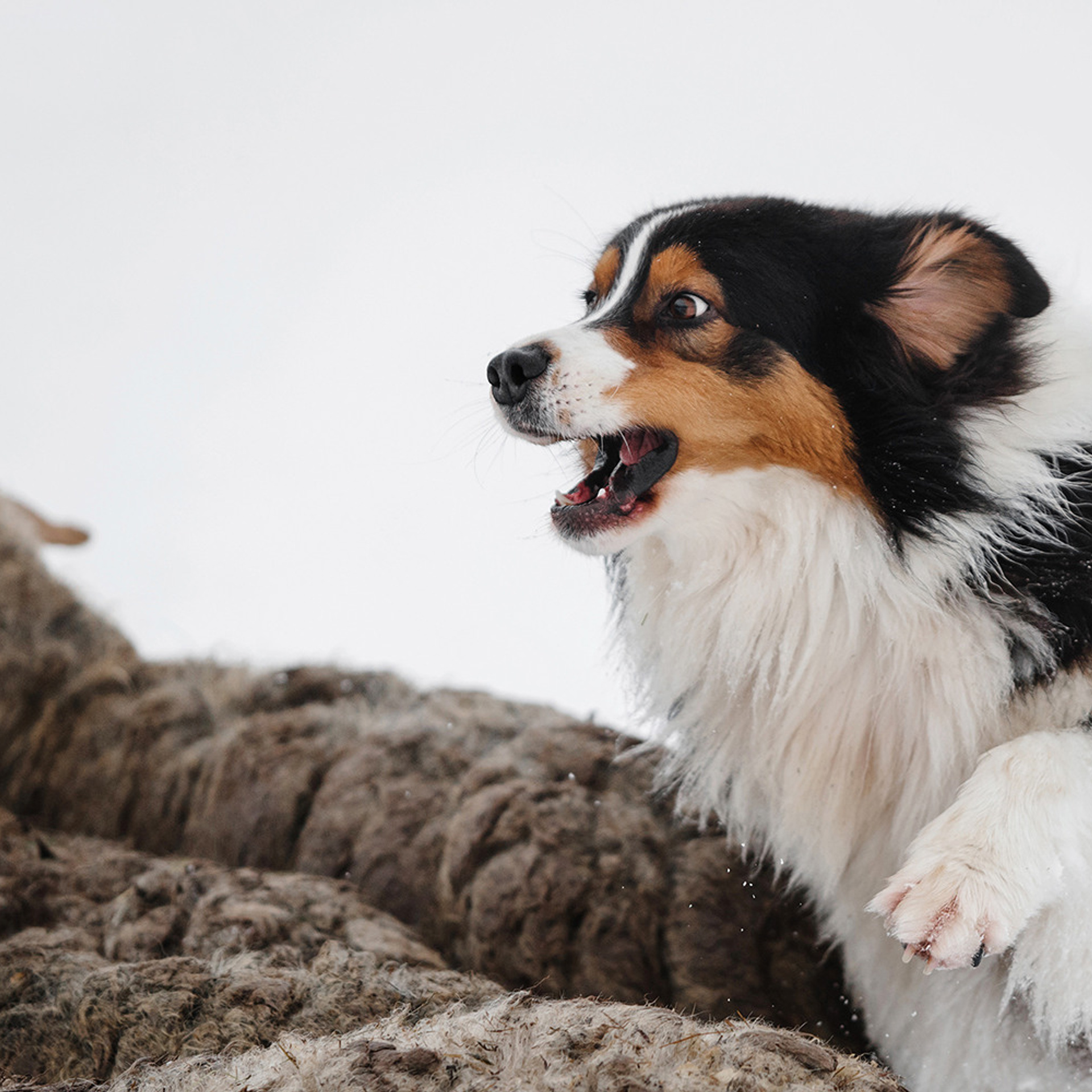 Пастьба в декабре. Фотограф Анна Тюрина