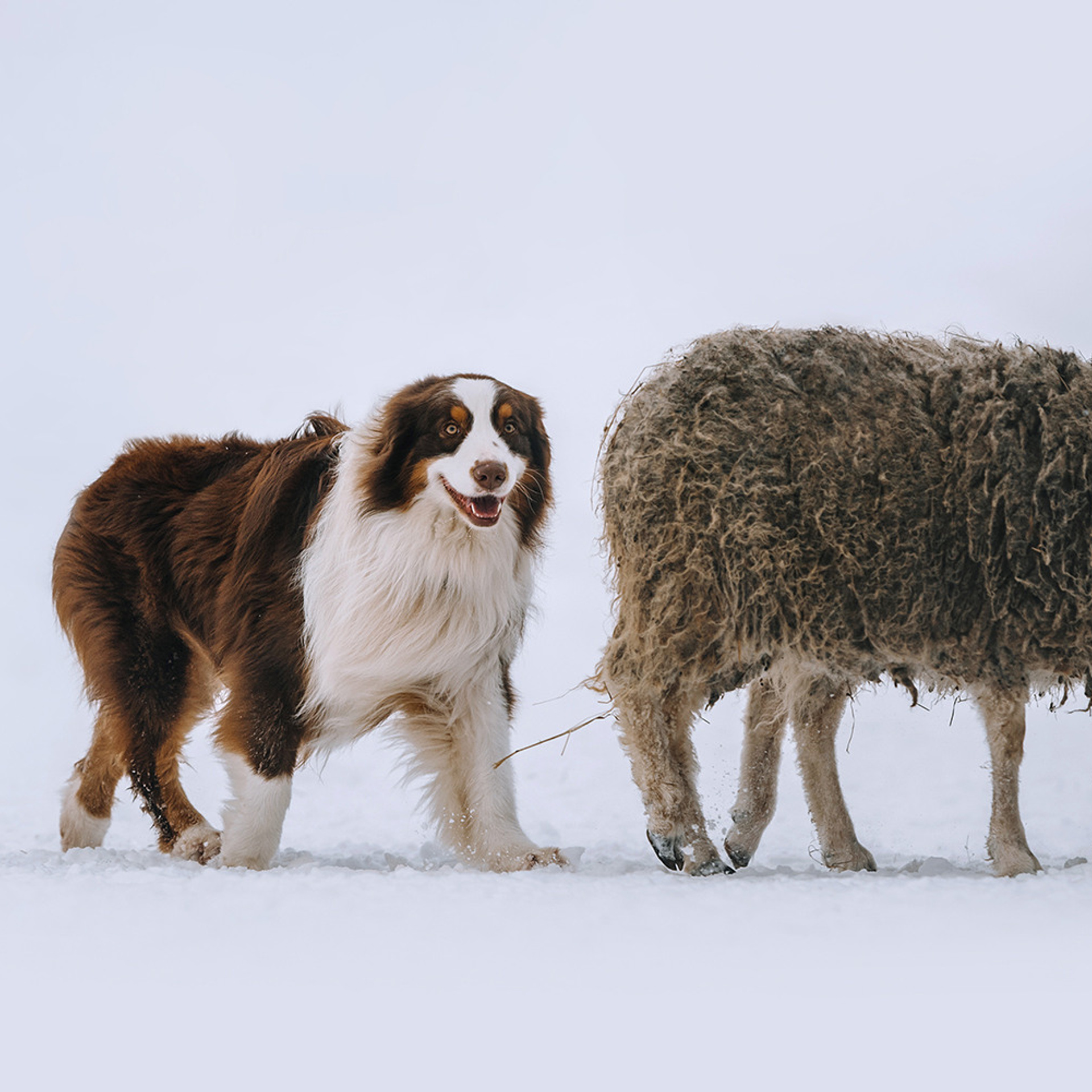 Пастьба в феврале. Фотограф Анна Тюрина