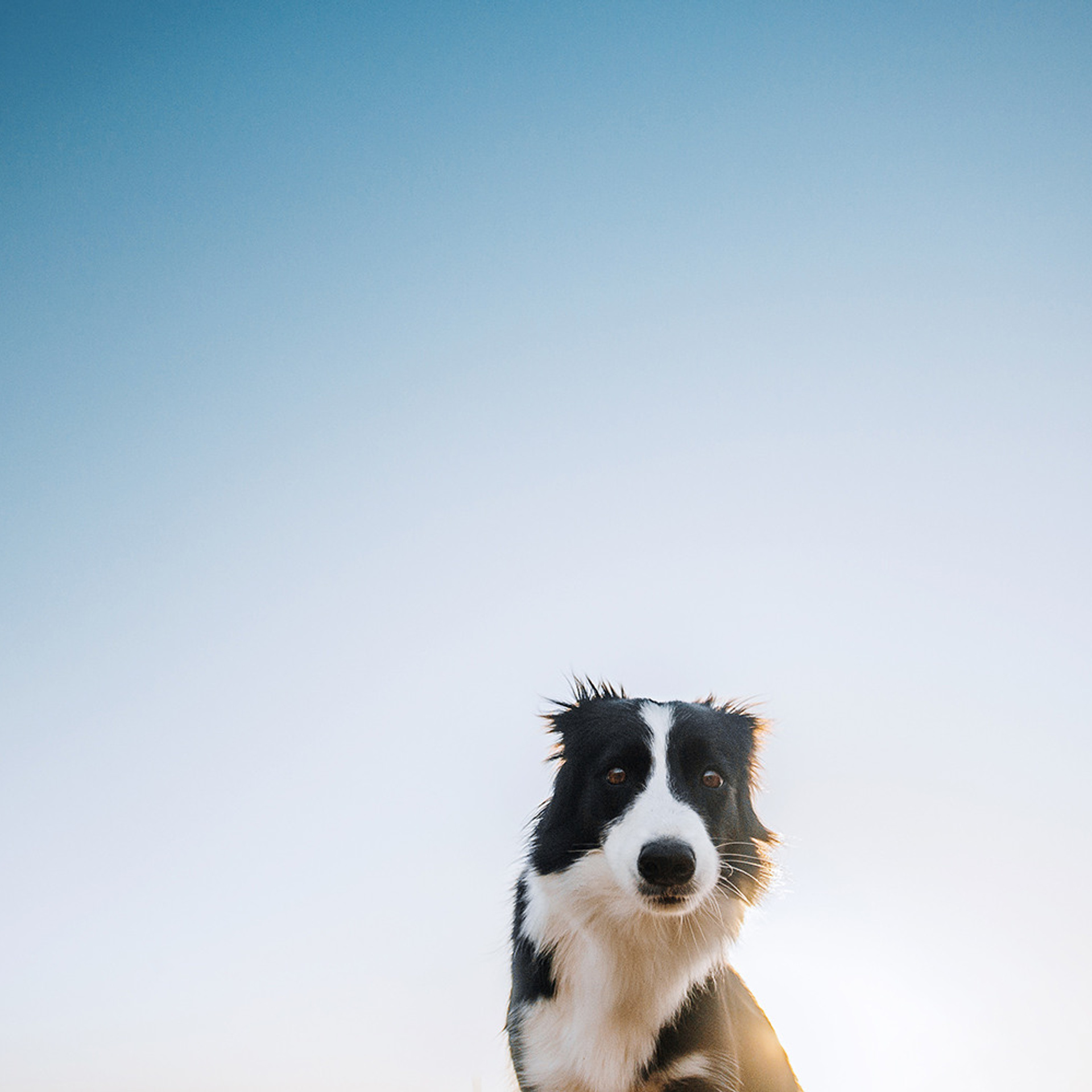 Таня и Шэгги. Фотограф Анна Тюрина