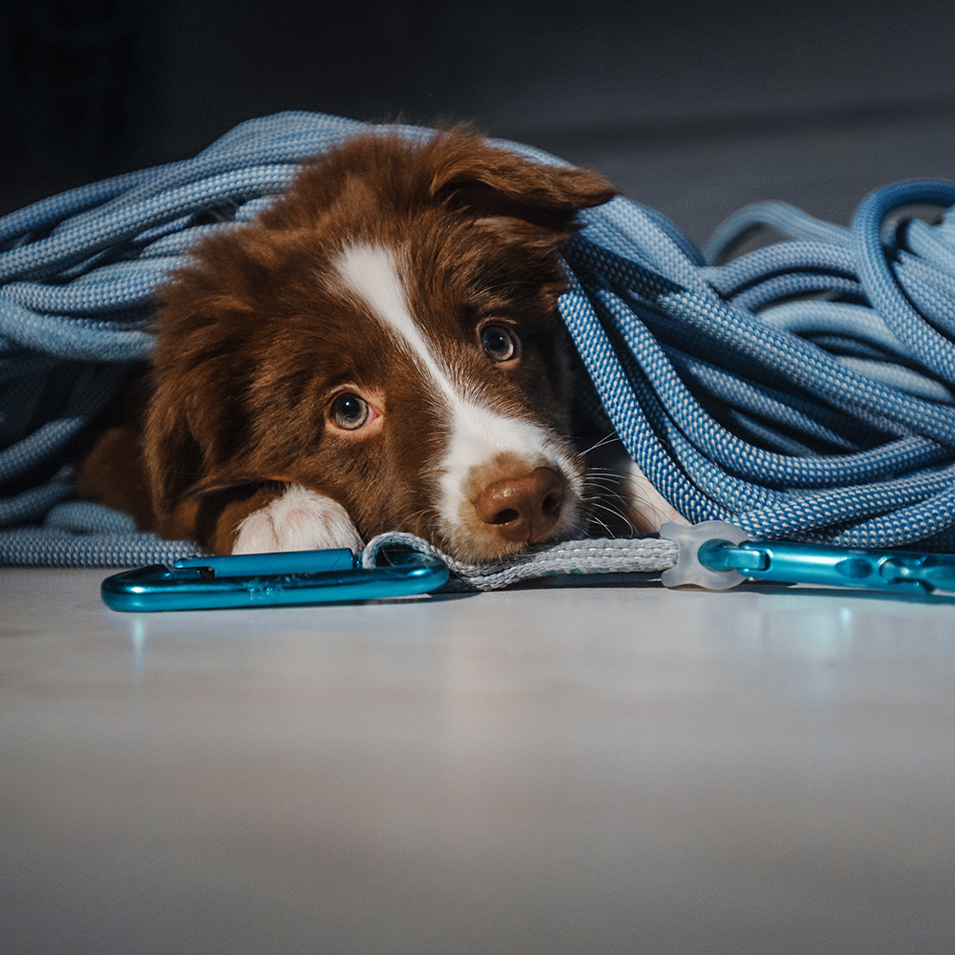 Ксюша, Максим и Рокки. Фотограф Анна Тюрина