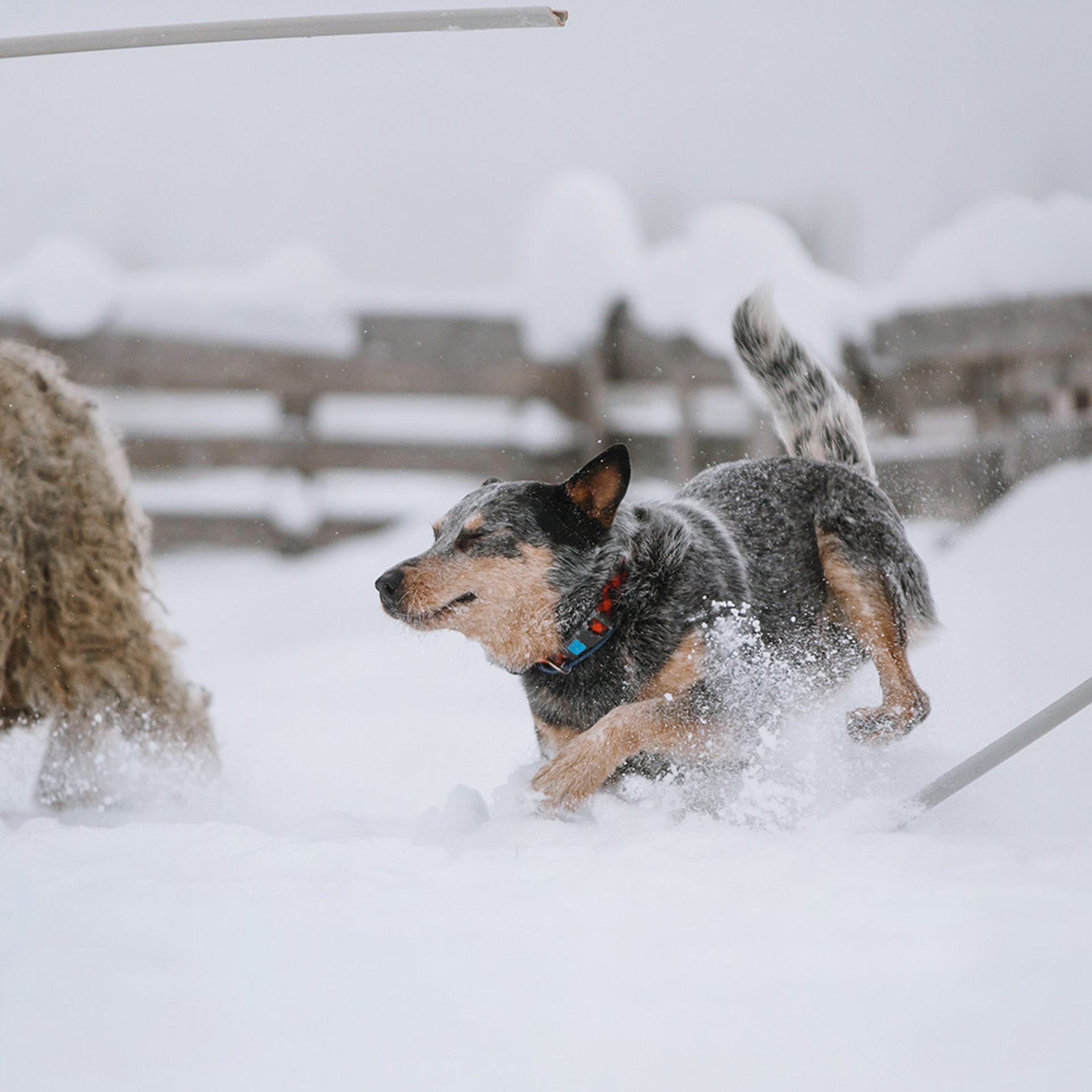 Маша и Дип пасут овец. Фотограф Анна Тюрина