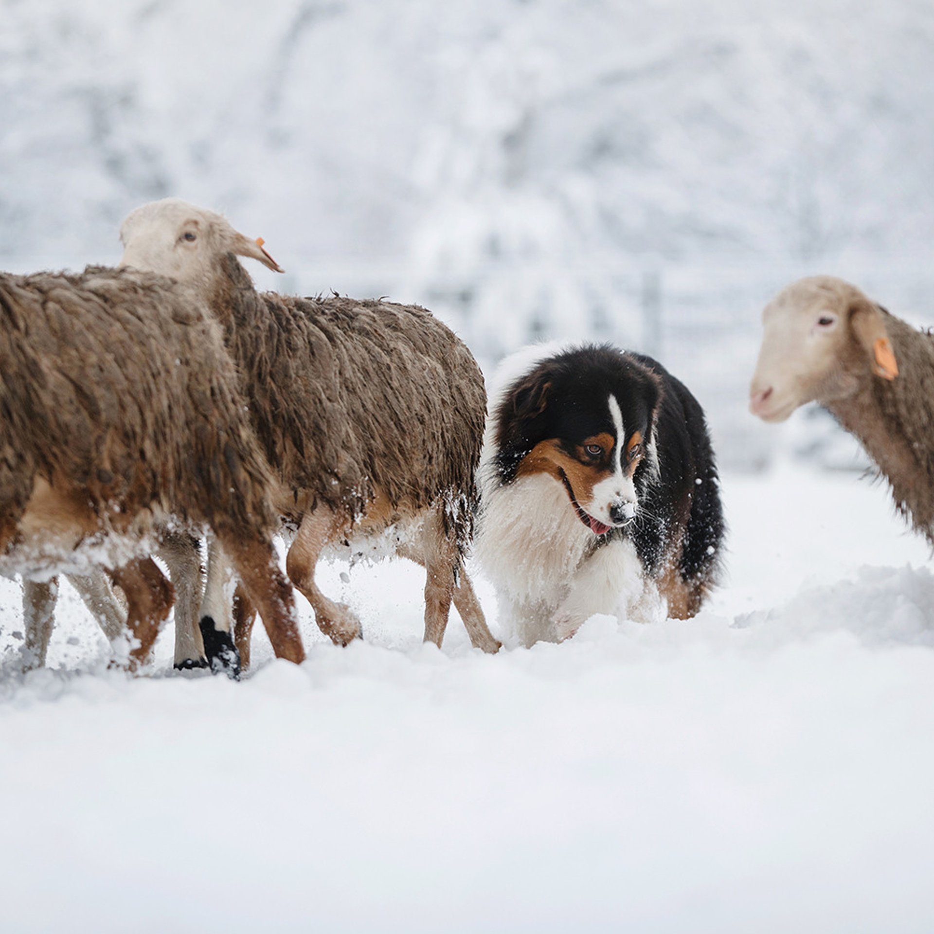 Пастьба в декабре. Фотограф Анна Тюрина