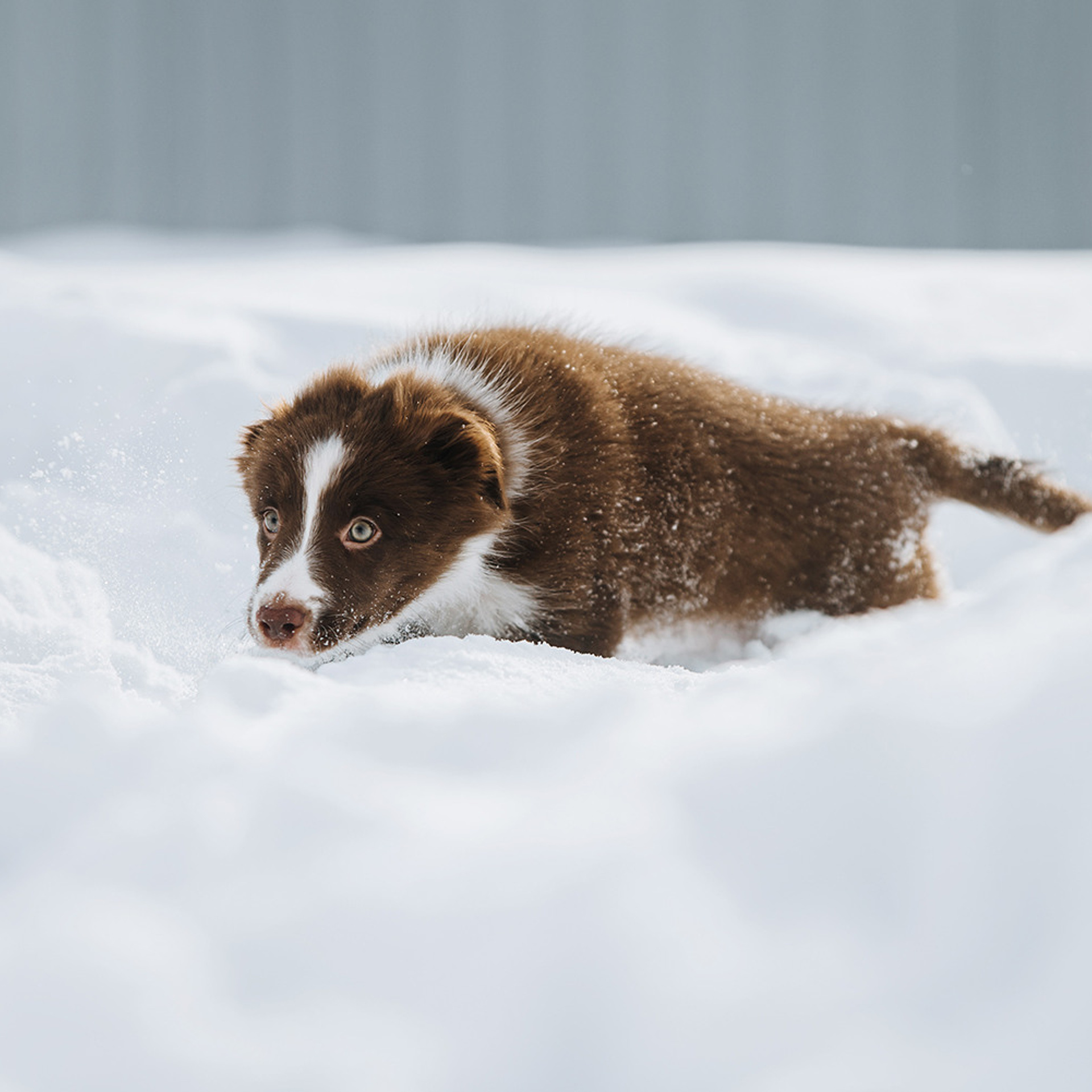 Ксюша, Максим и Рокки. Фотограф Анна Тюрина