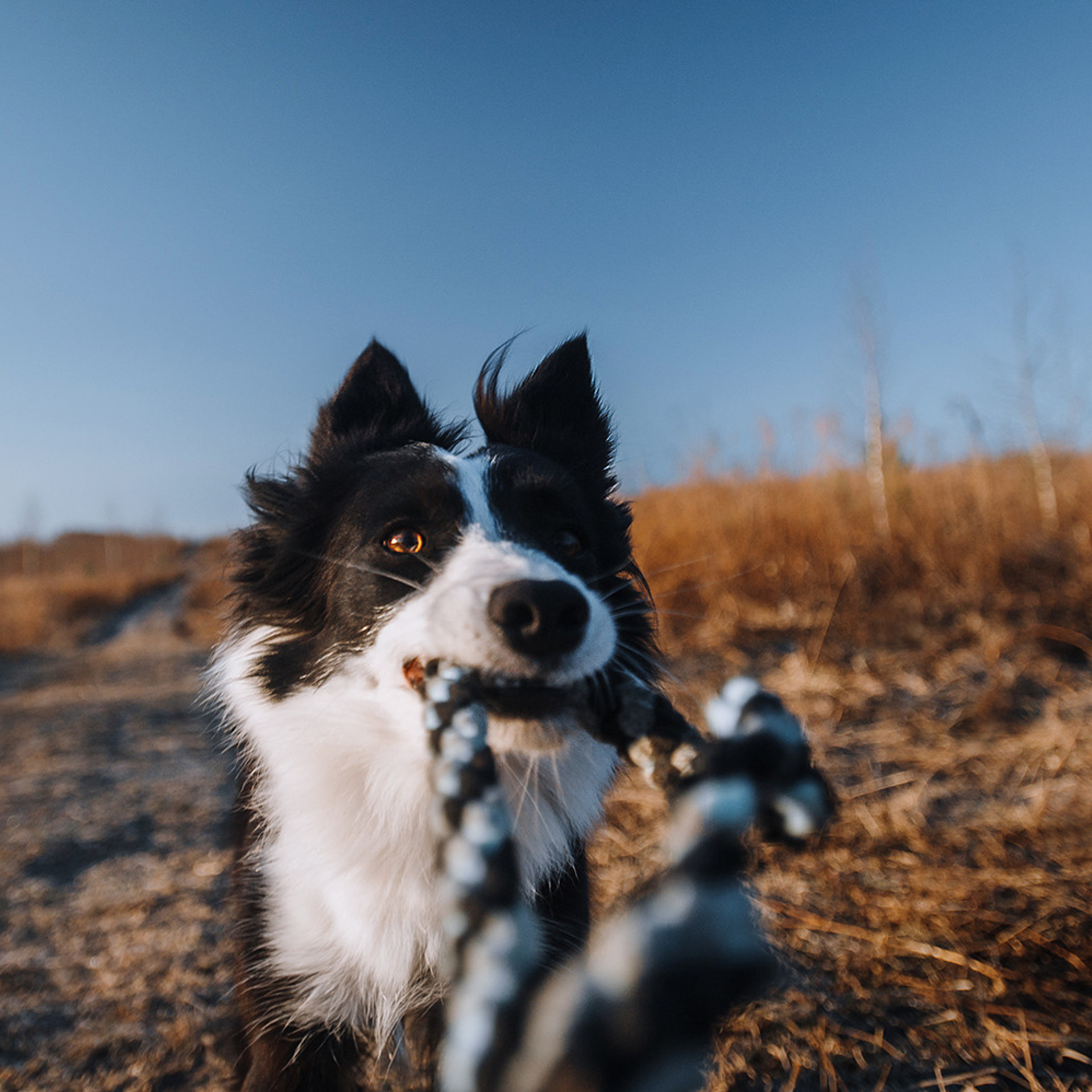 Таня и Шэгги. Фотограф Анна Тюрина