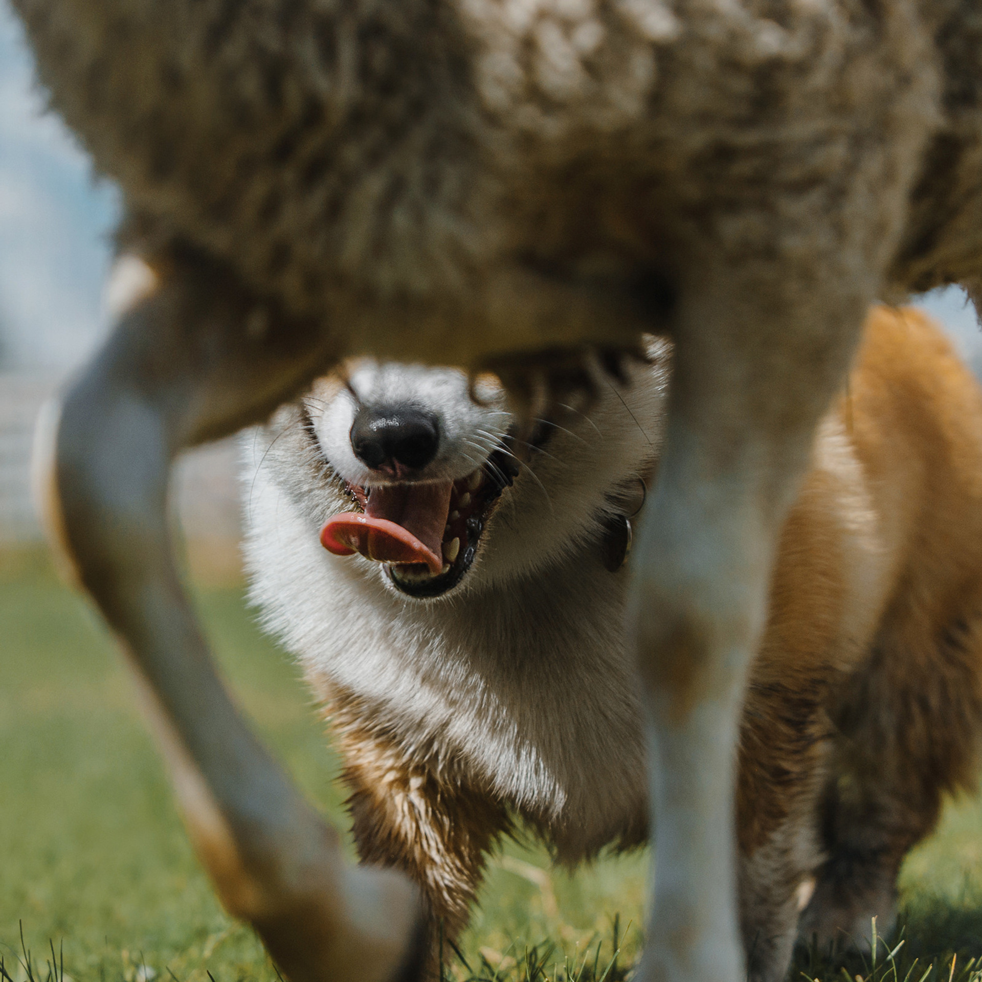 Пастьба. Фотограф Анна Тюрина