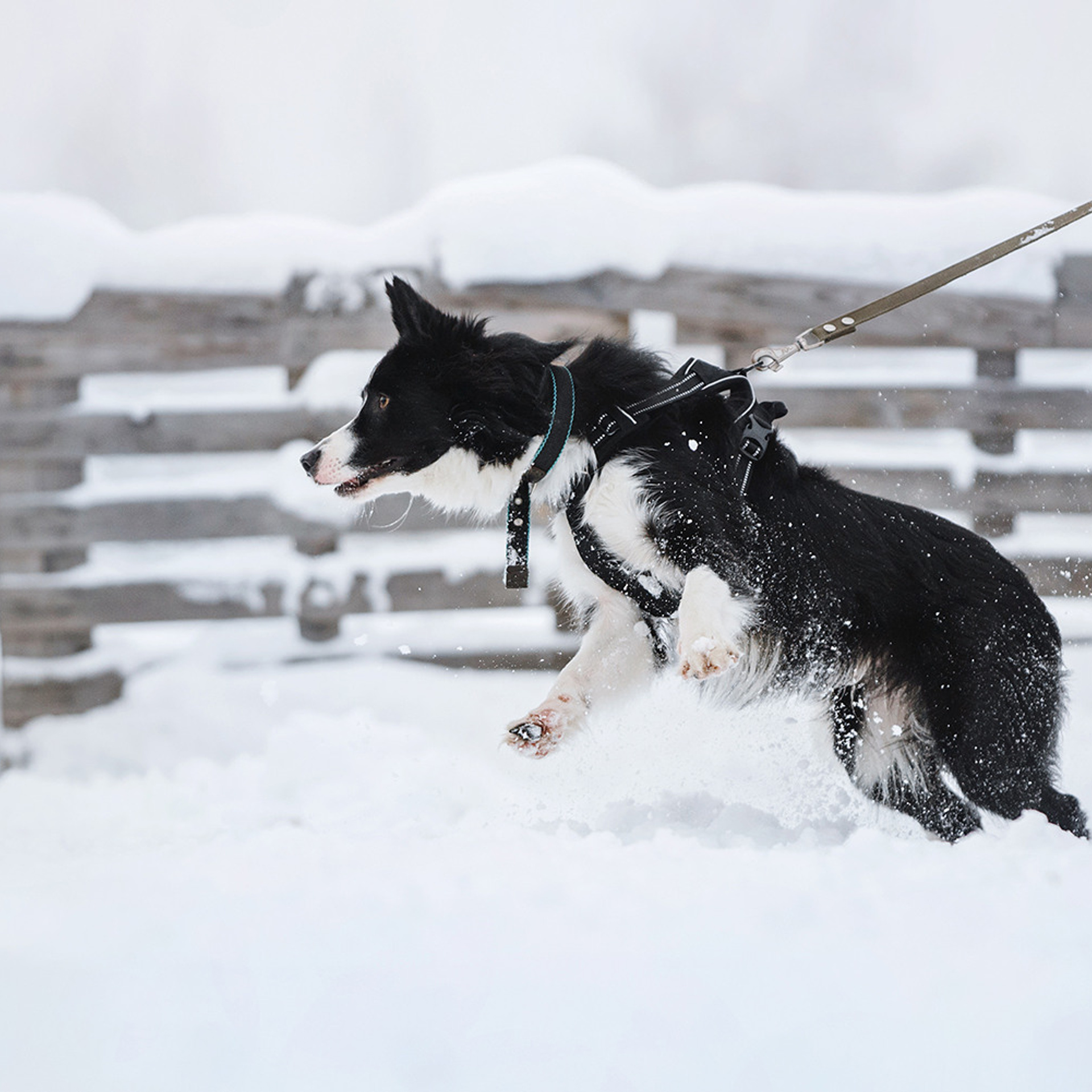 Пастьба в декабре. Фотограф Анна Тюрина