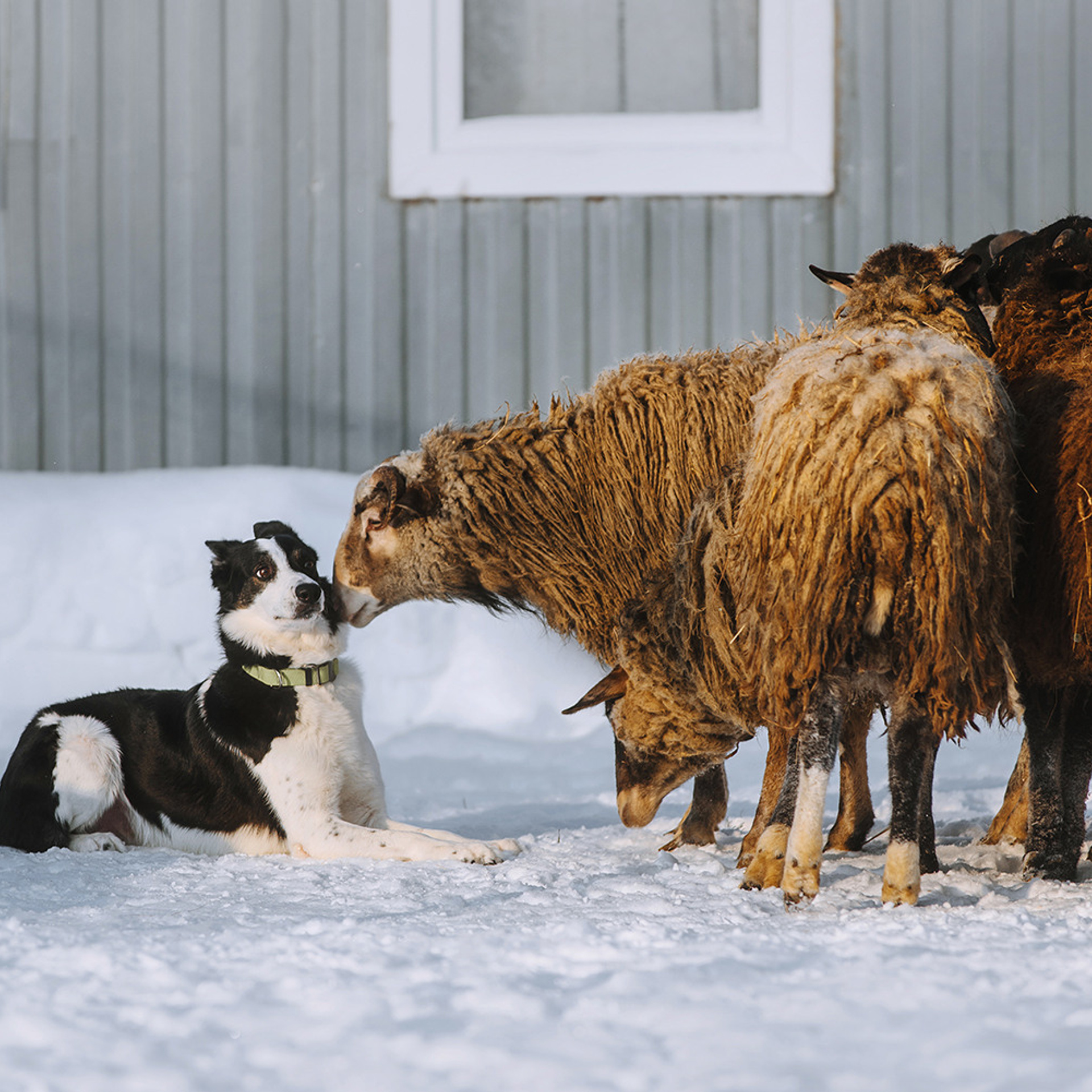 Пастьба в феврале. Фотограф Анна Тюрина