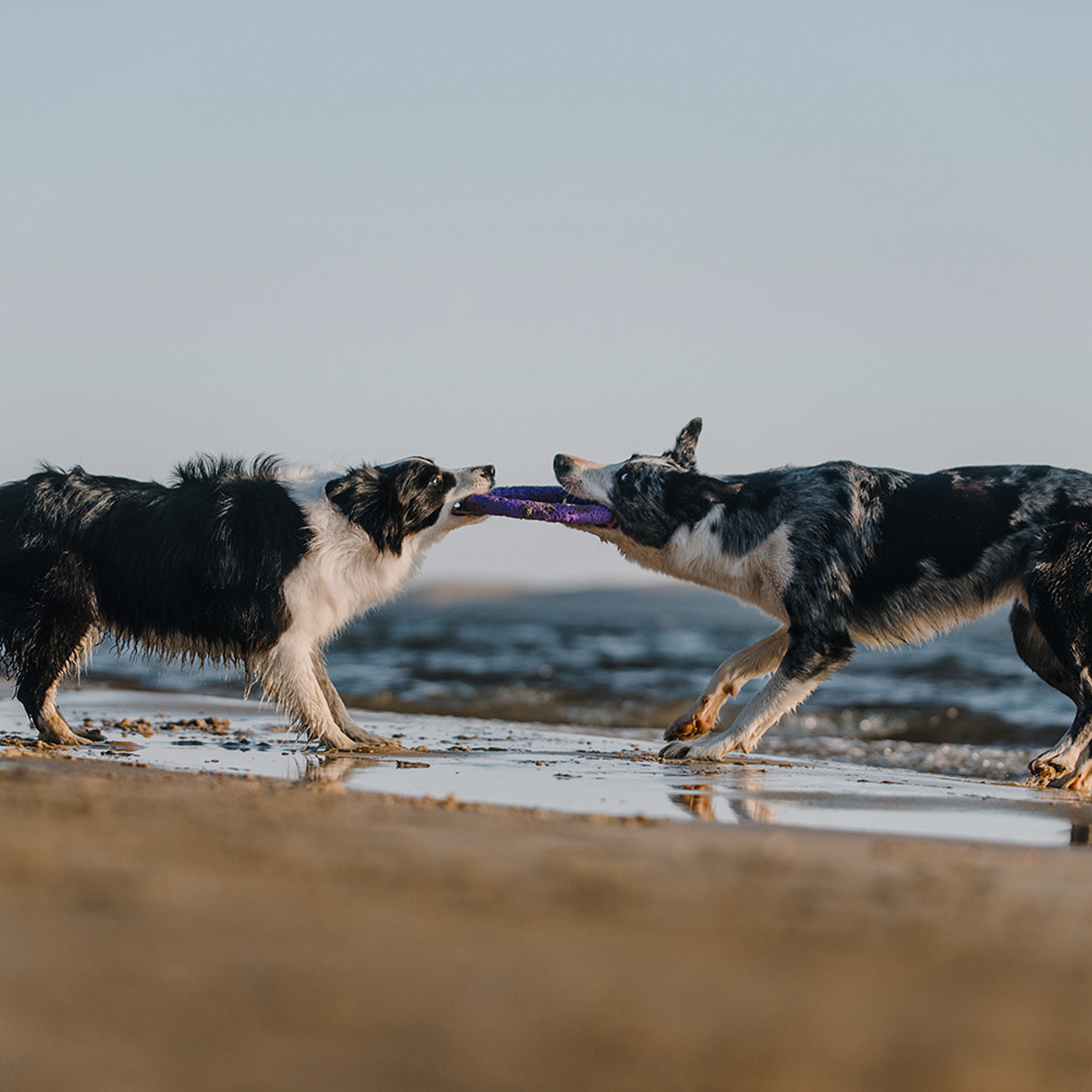 Сева, Даша, Аса, Кит. Фотограф Анна Тюрина