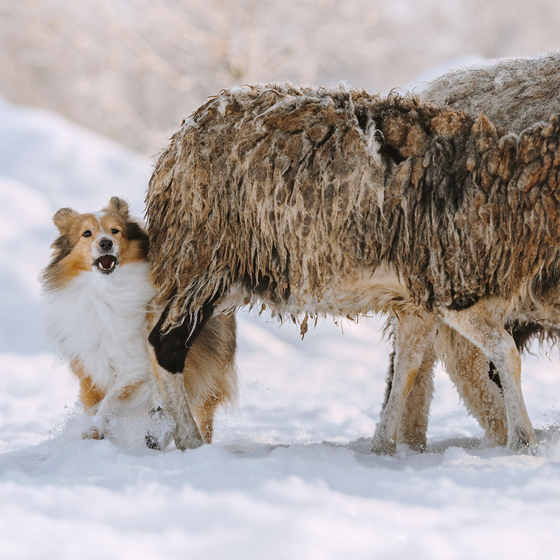 Пастьба в феврале. Фотограф Анна Тюрина