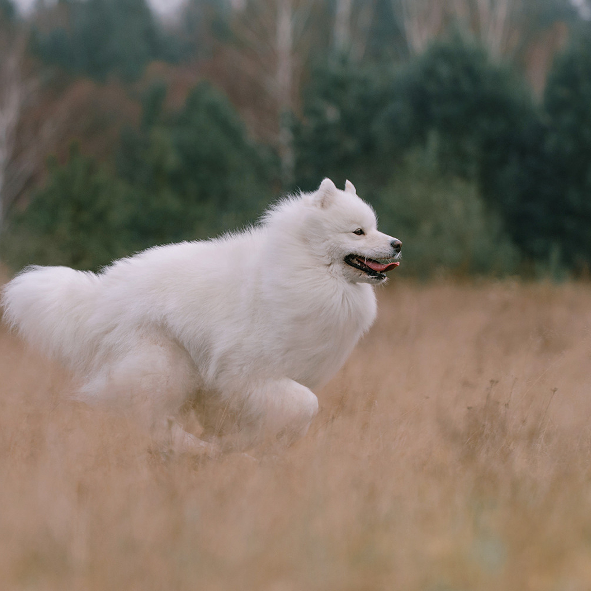 Елена и Эльза. Фотограф Анна Тюрина