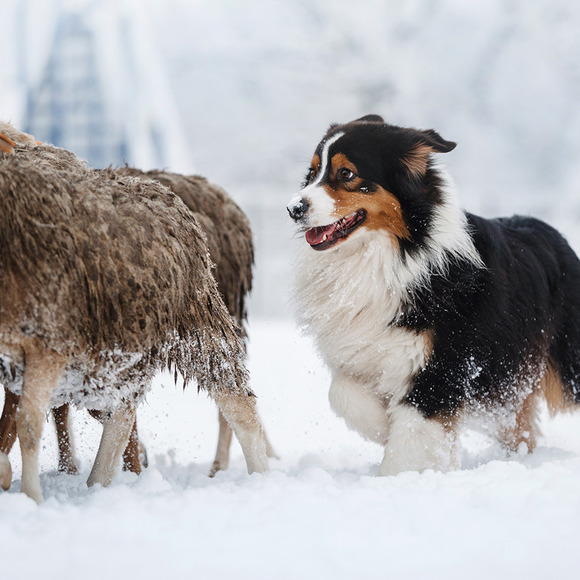 Пастьба в декабре. Фотограф Анна Тюрина