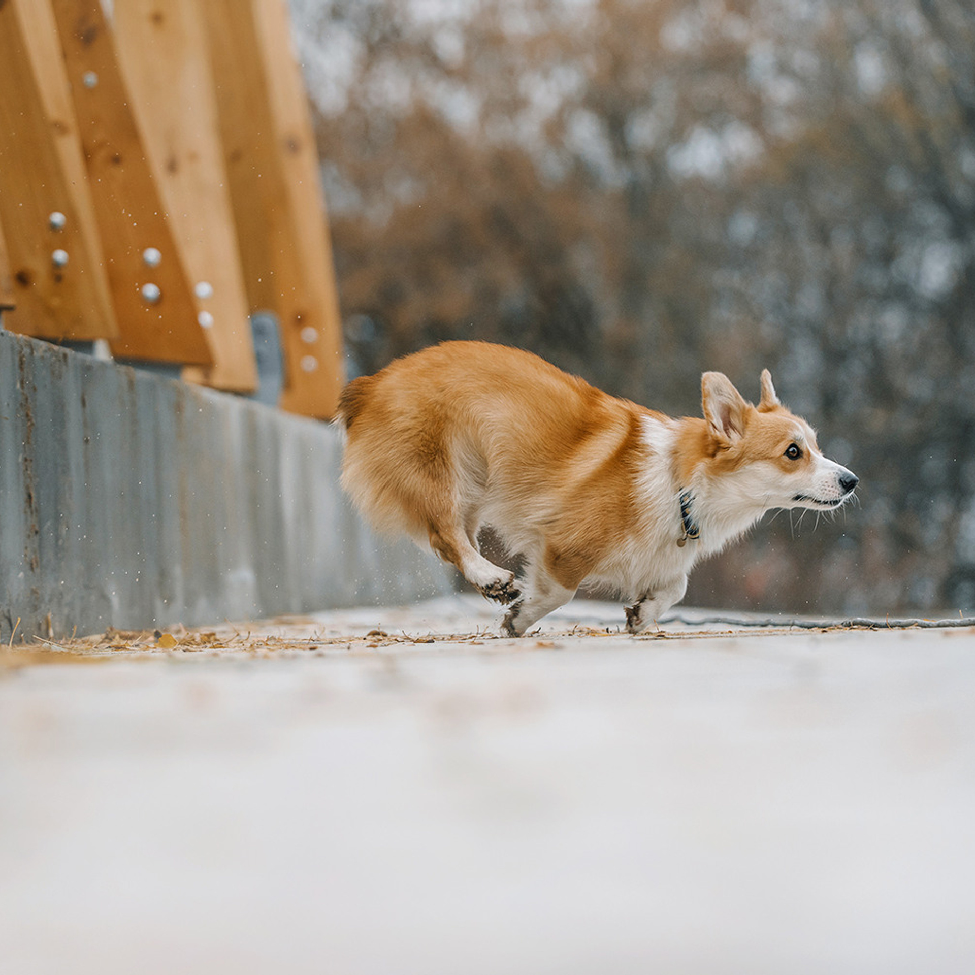 Катя, Саша и корги Люси. Фотограф Анна Тюрина