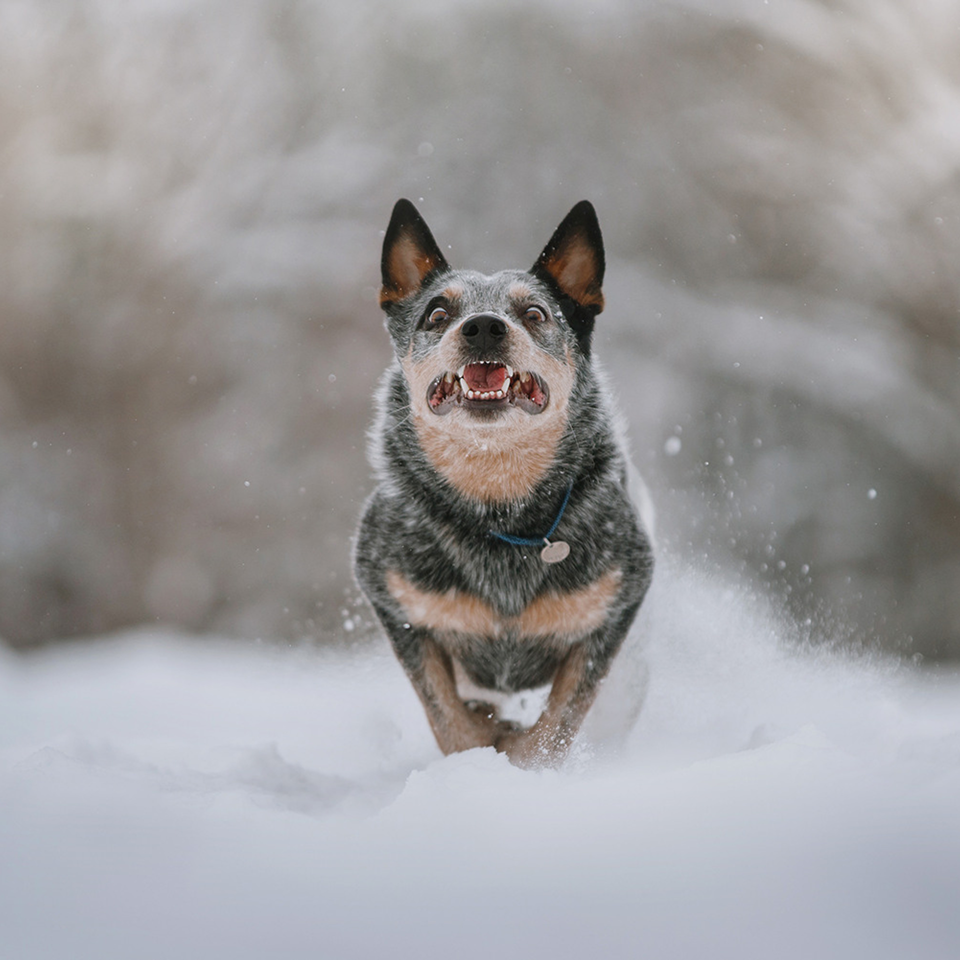 Маша и Дип пасут овец. Фотограф Анна Тюрина