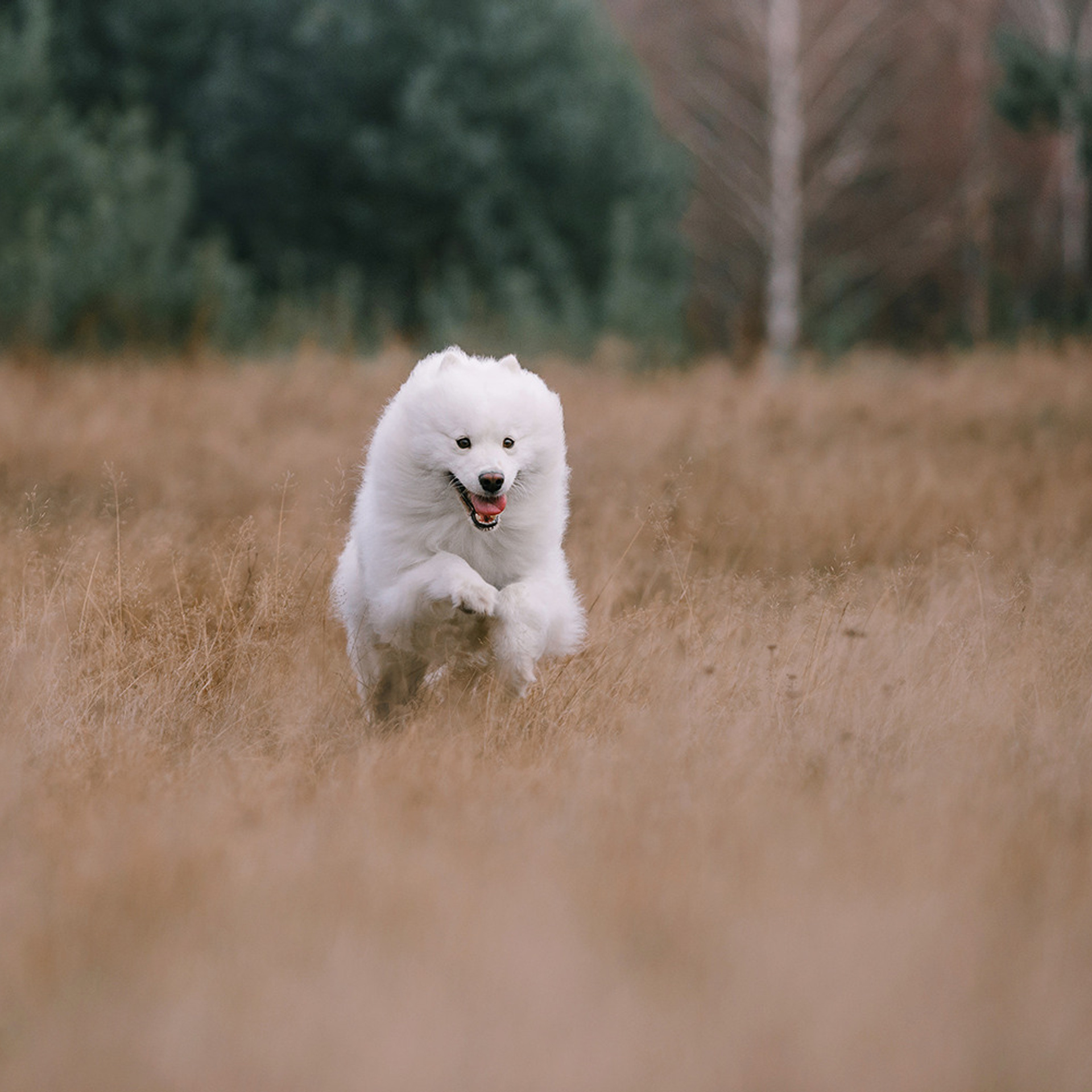 Елена и Эльза. Фотограф Анна Тюрина