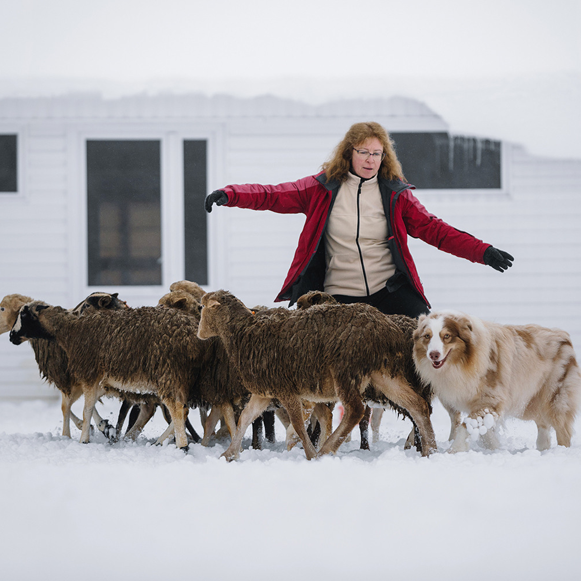 Пастьба в декабре. Фотограф Анна Тюрина