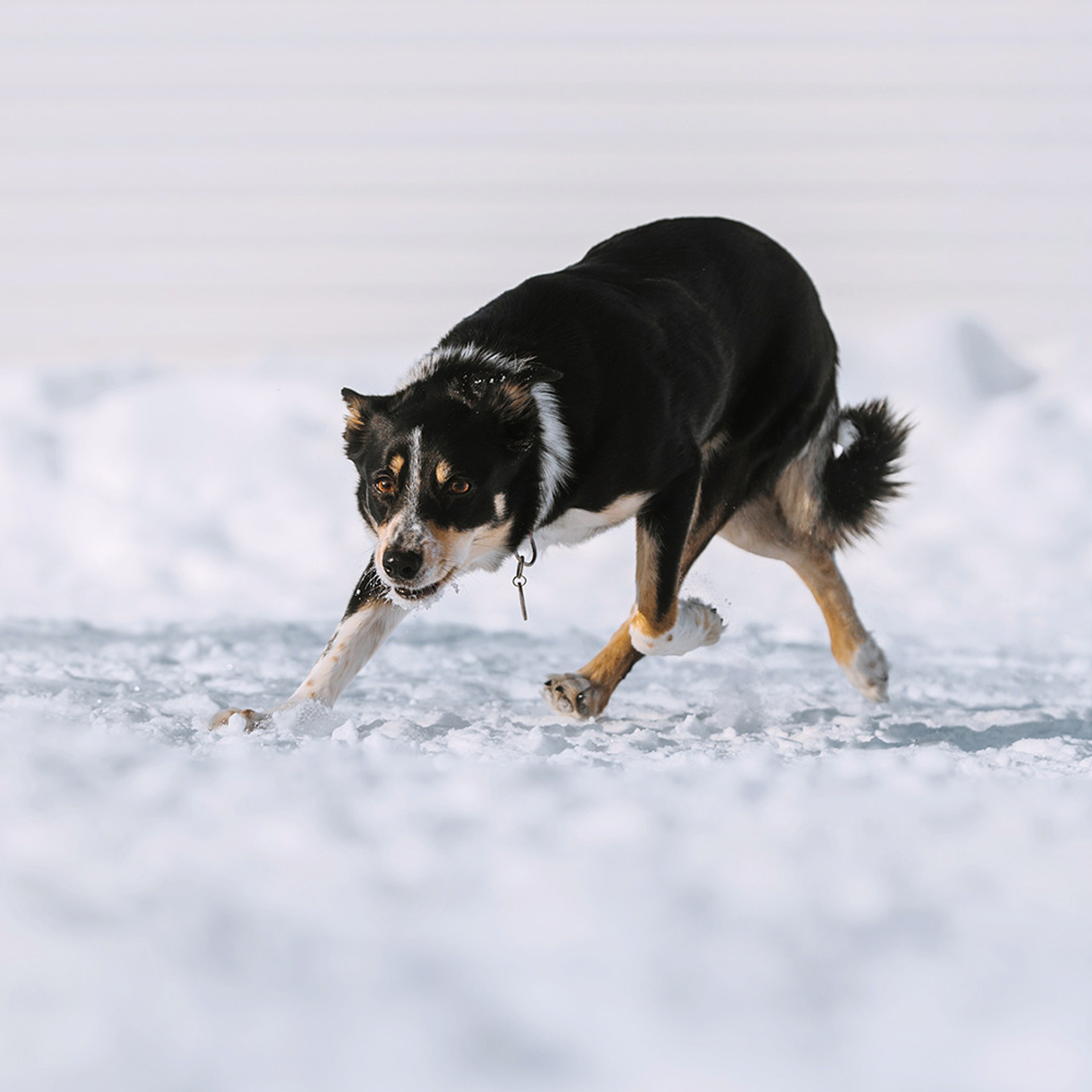 Пастьба в феврале. Фотограф Анна Тюрина