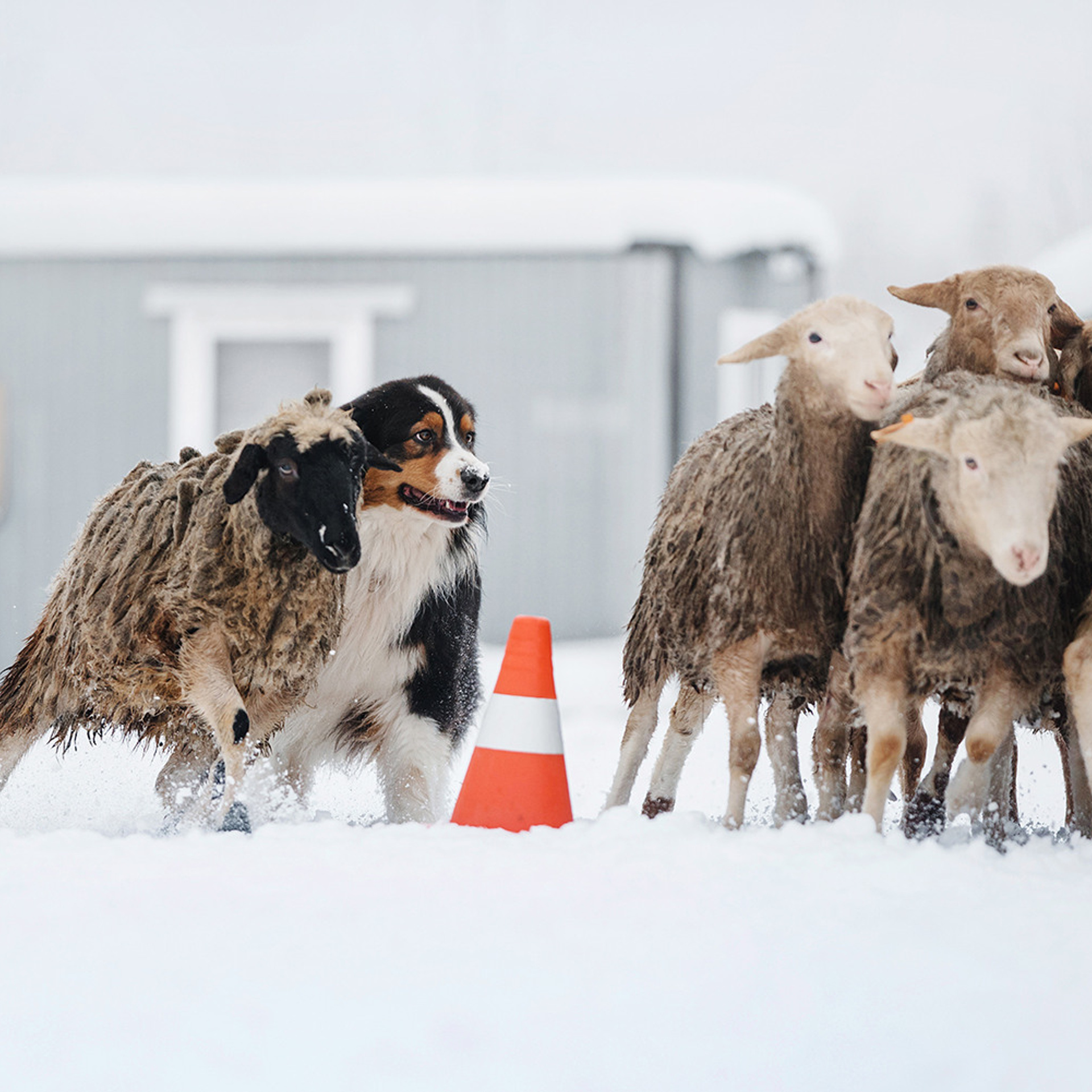 Пастьба в декабре. Фотограф Анна Тюрина