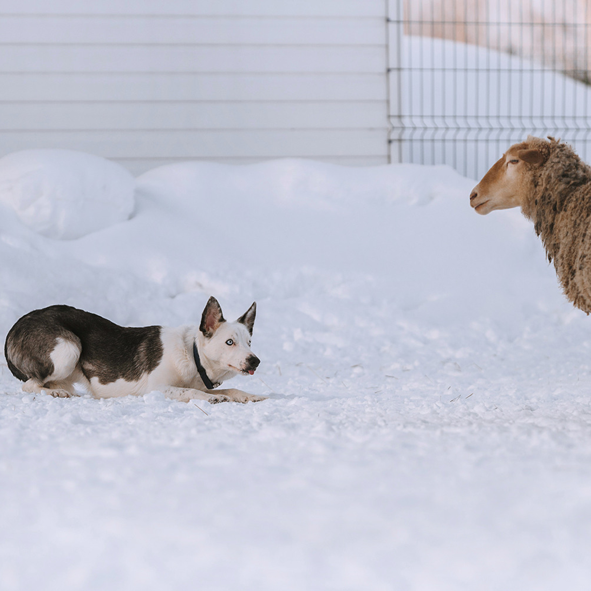 Пастьба в феврале. Фотограф Анна Тюрина