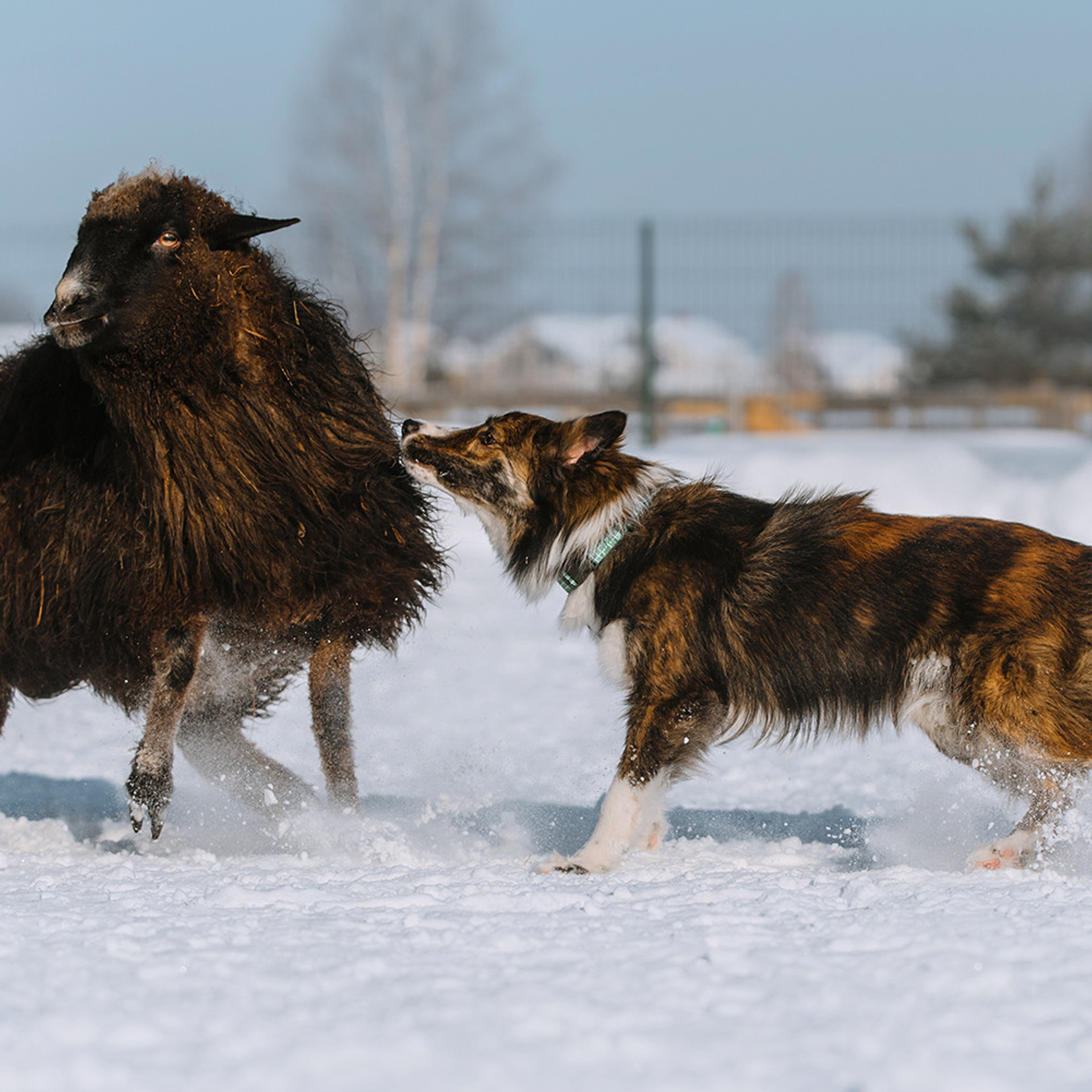 Пастьба в феврале. Фотограф Анна Тюрина