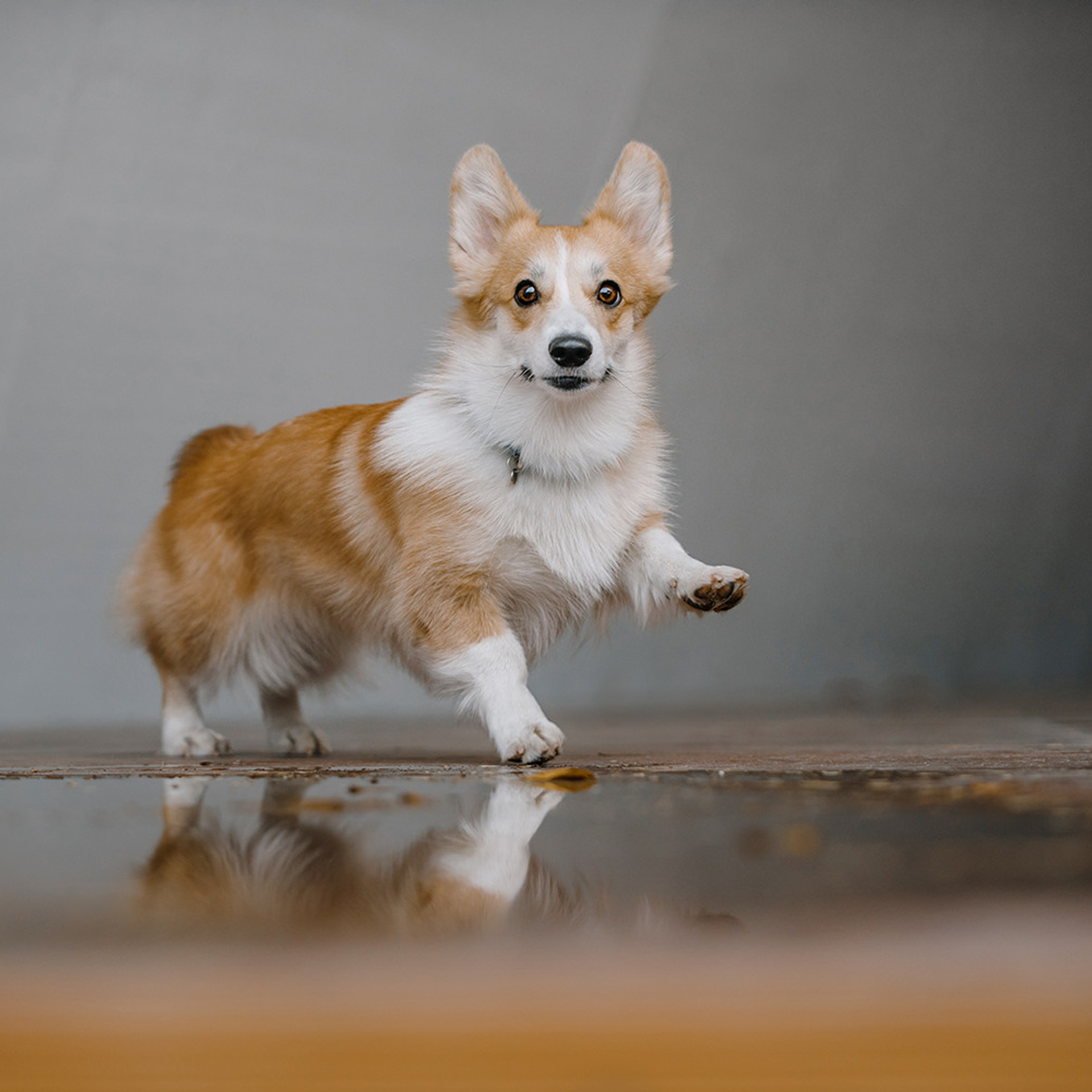 Катя, Саша и корги Люси. Фотограф Анна Тюрина