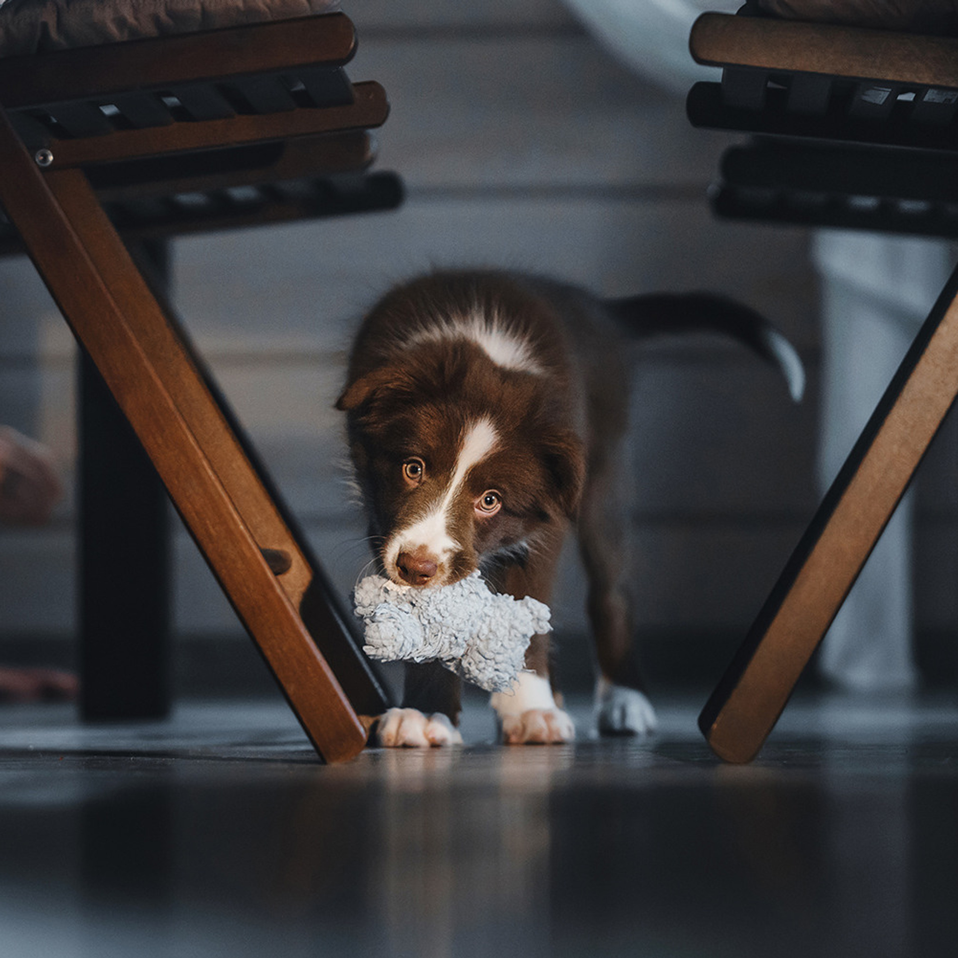 Ксюша, Максим и Рокки. Фотограф Анна Тюрина