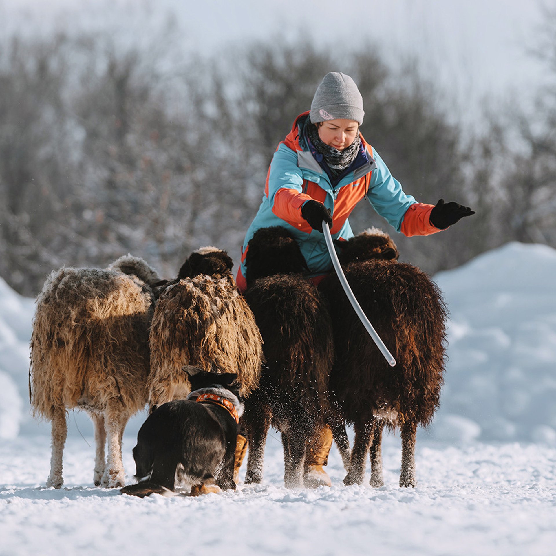 Пастьба в феврале. Фотограф Анна Тюрина