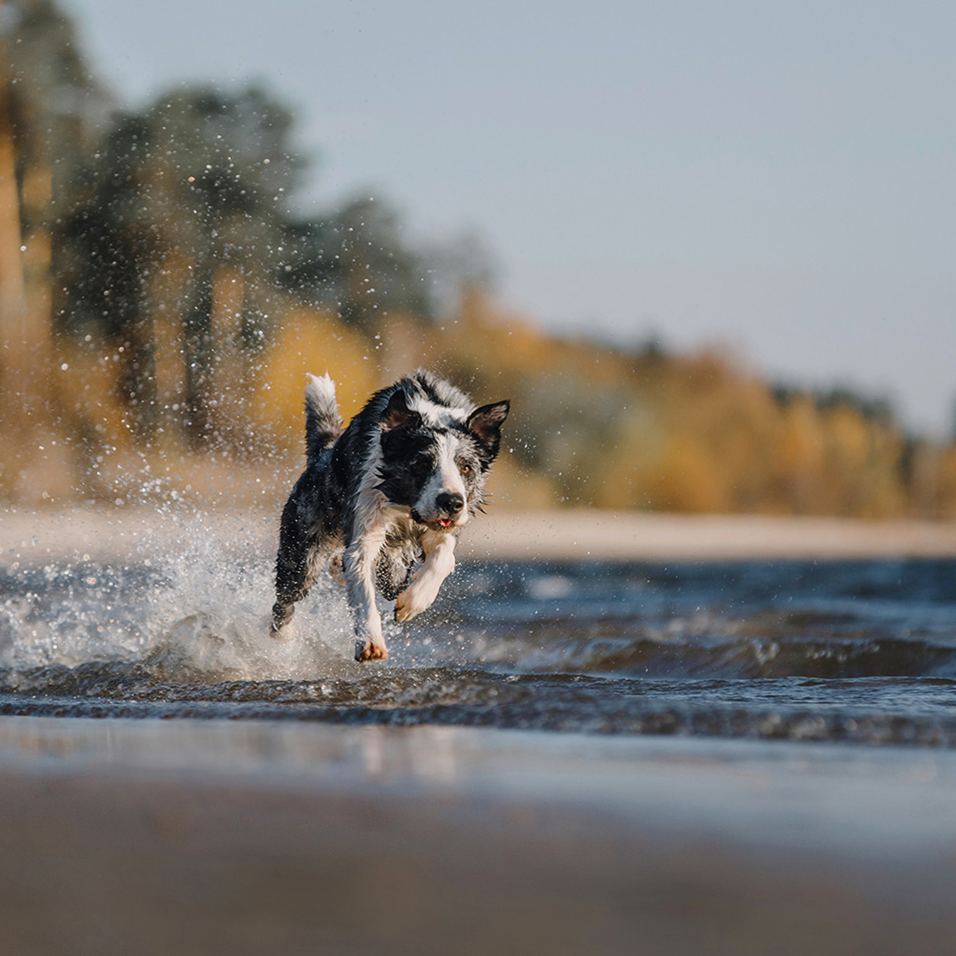 Сева, Даша, Аса, Кит. Фотограф Анна Тюрина
