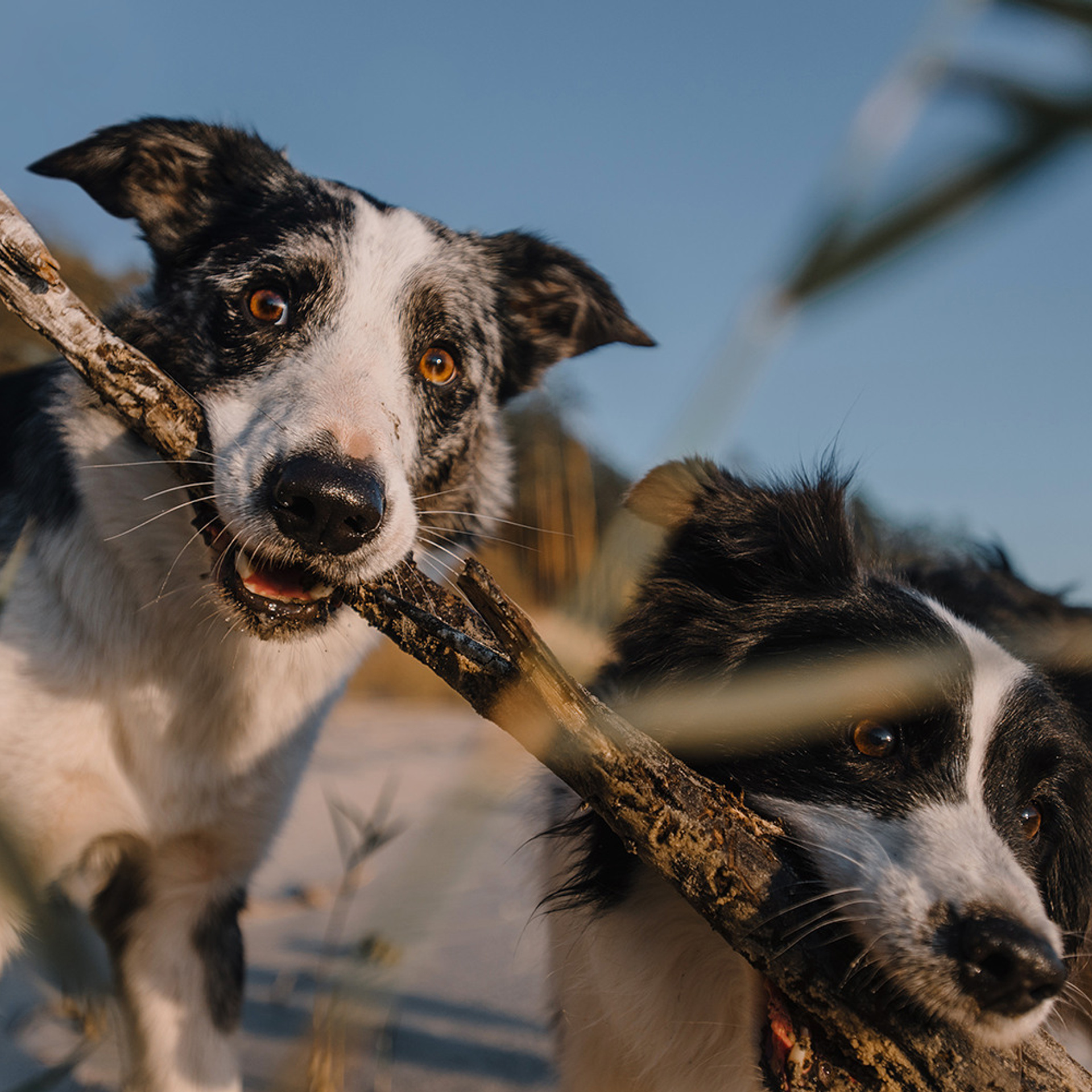 Сева, Даша, Аса, Кит. Фотограф Анна Тюрина