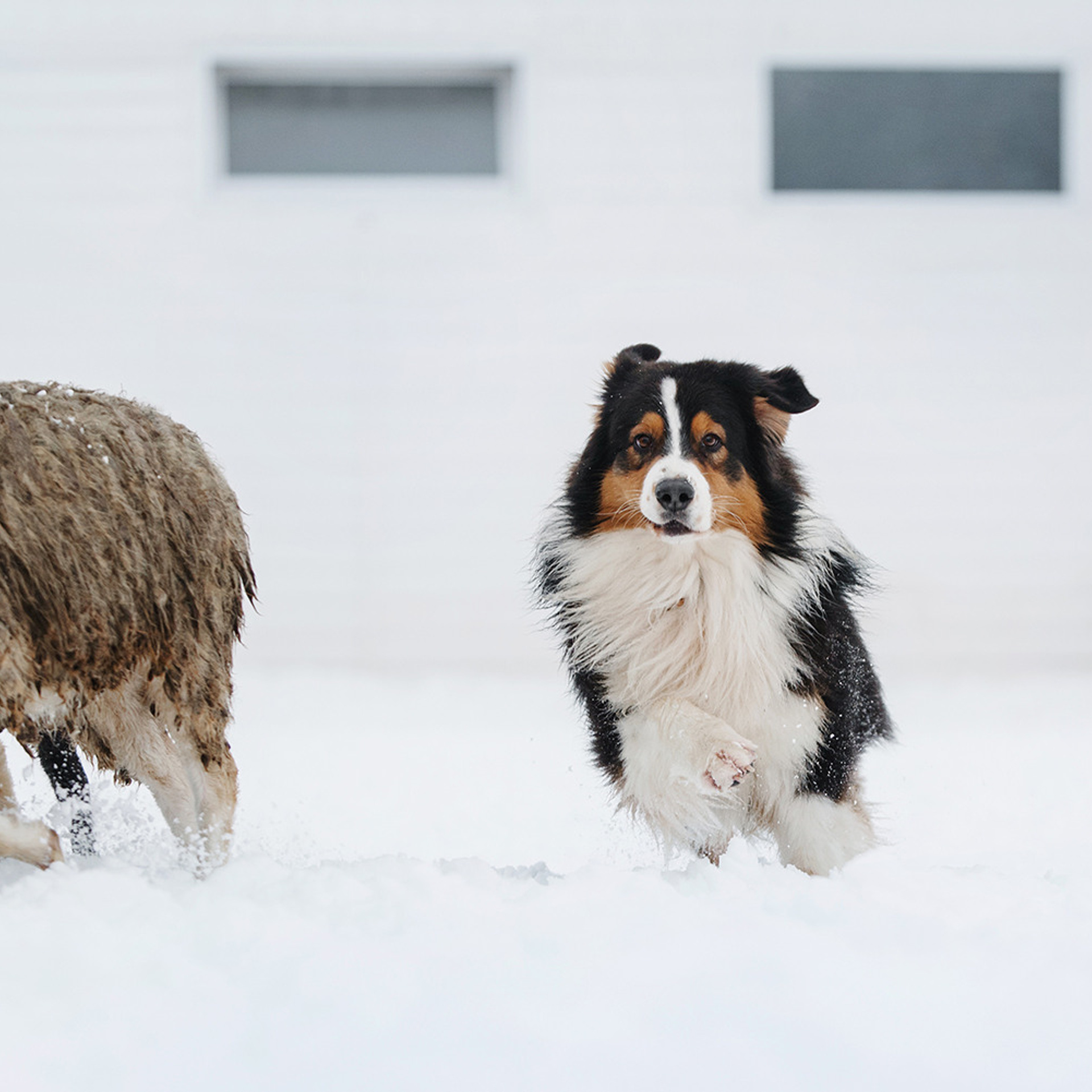 Пастьба в декабре. Фотограф Анна Тюрина