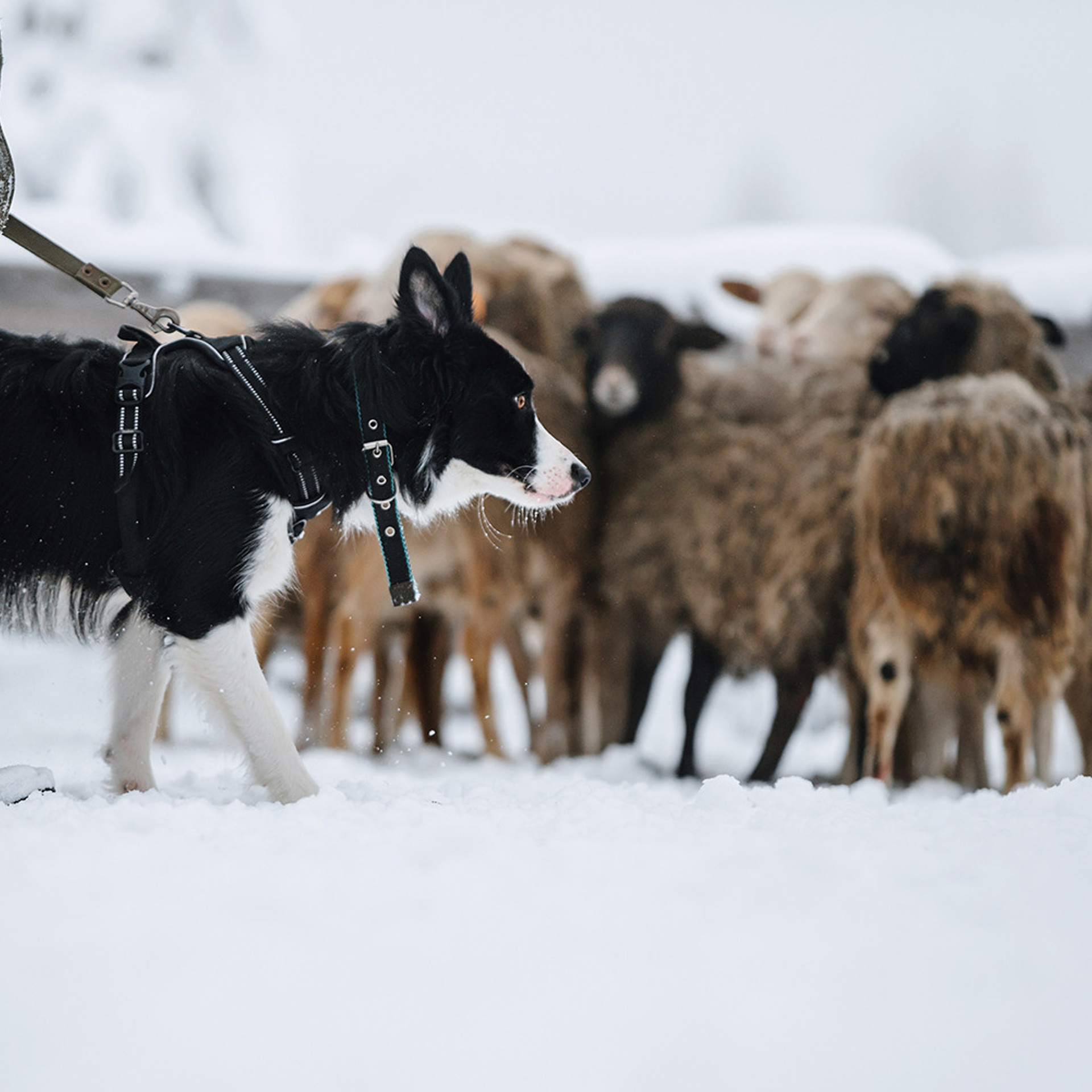Пастьба в декабре. Фотограф Анна Тюрина