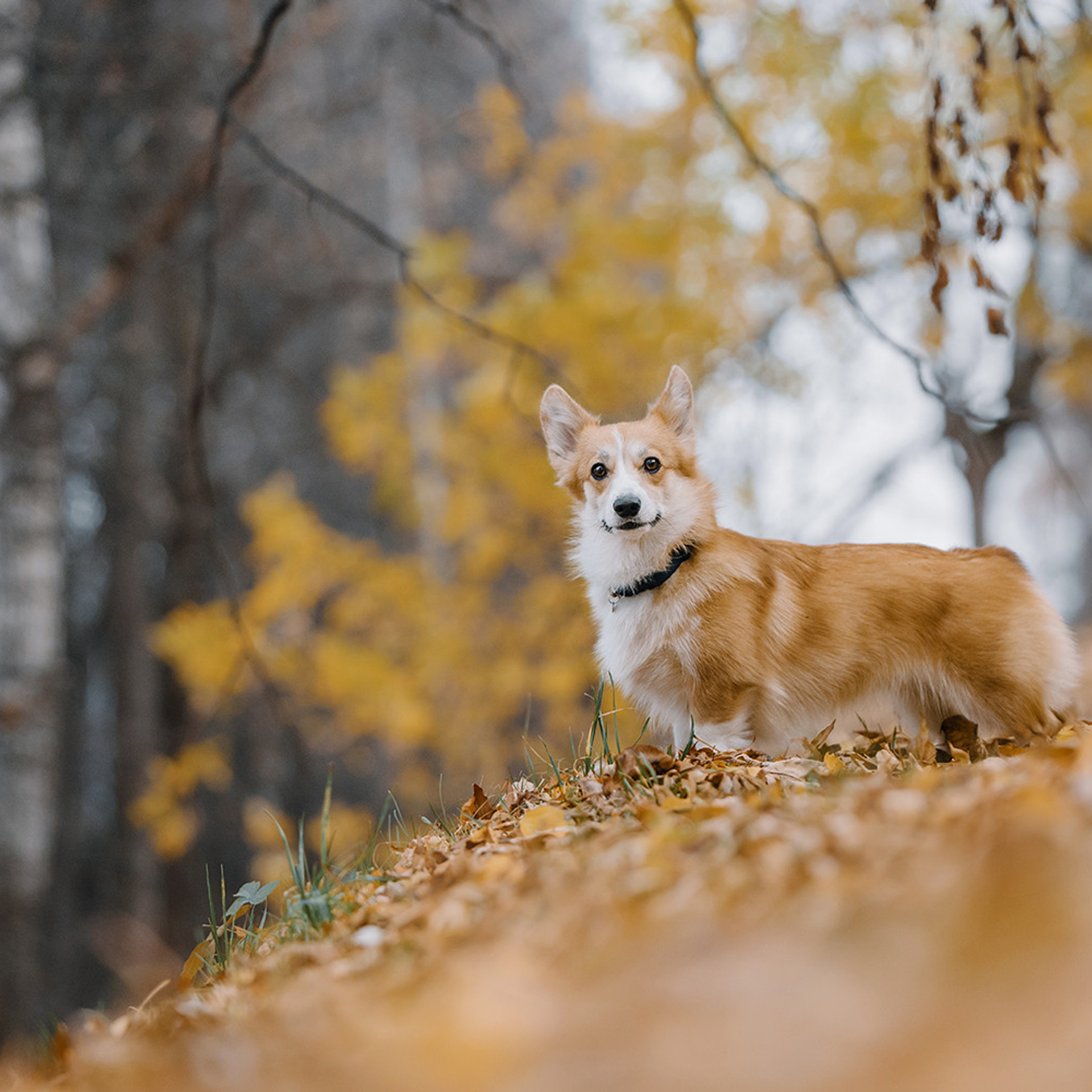 Катя, Саша и корги Люси. Фотограф Анна Тюрина