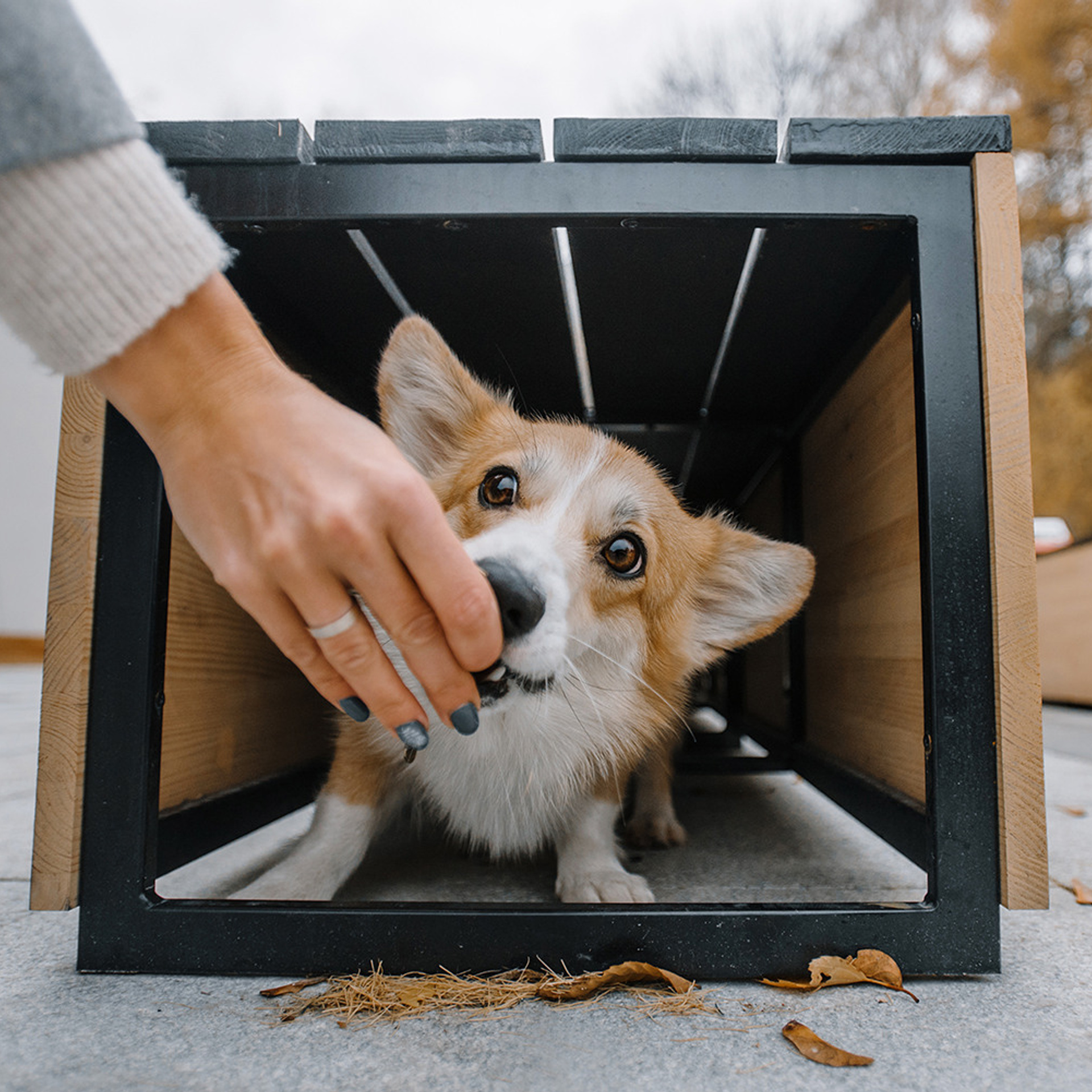 Катя, Саша и корги Люси. Фотограф Анна Тюрина