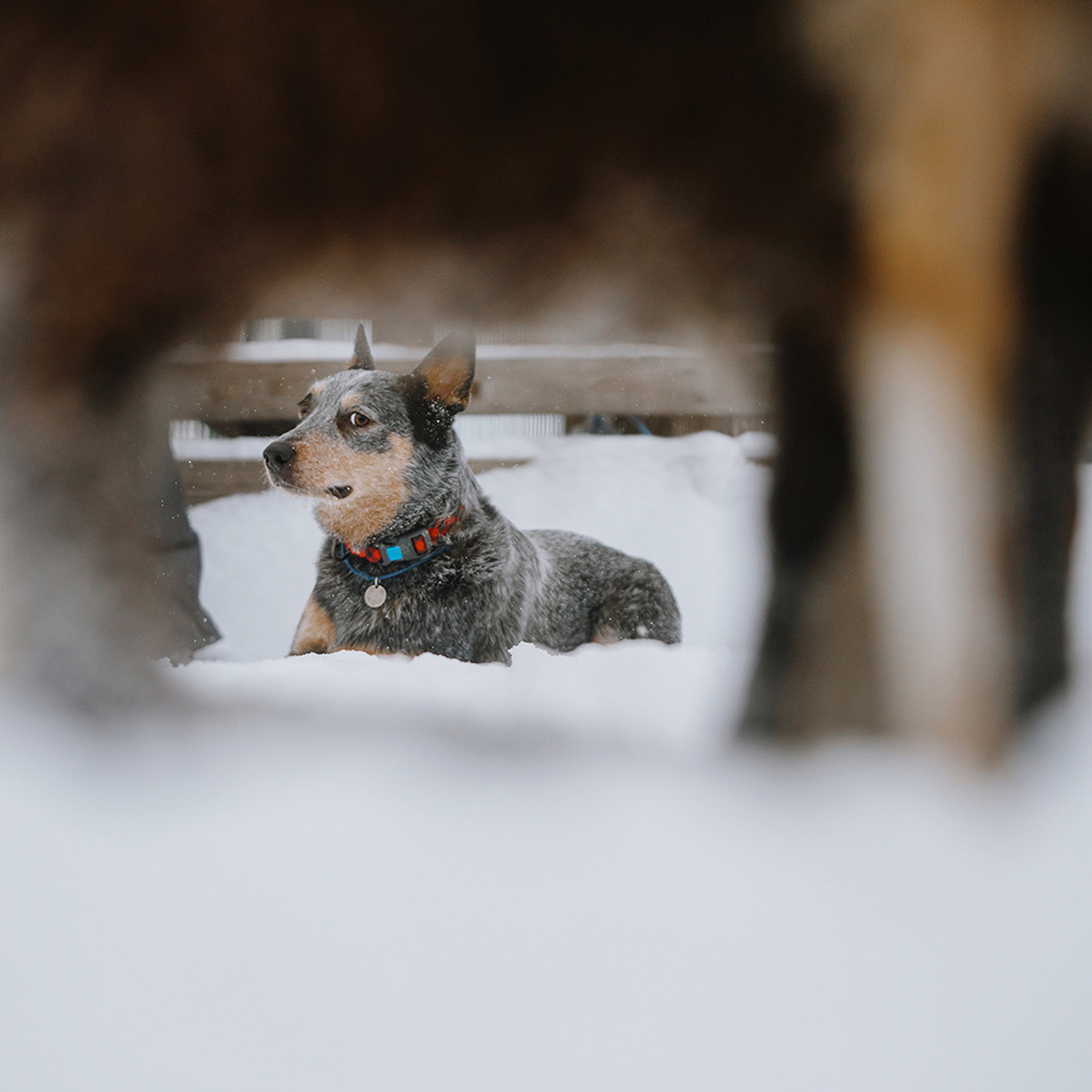 Маша и Дип пасут овец. Фотограф Анна Тюрина