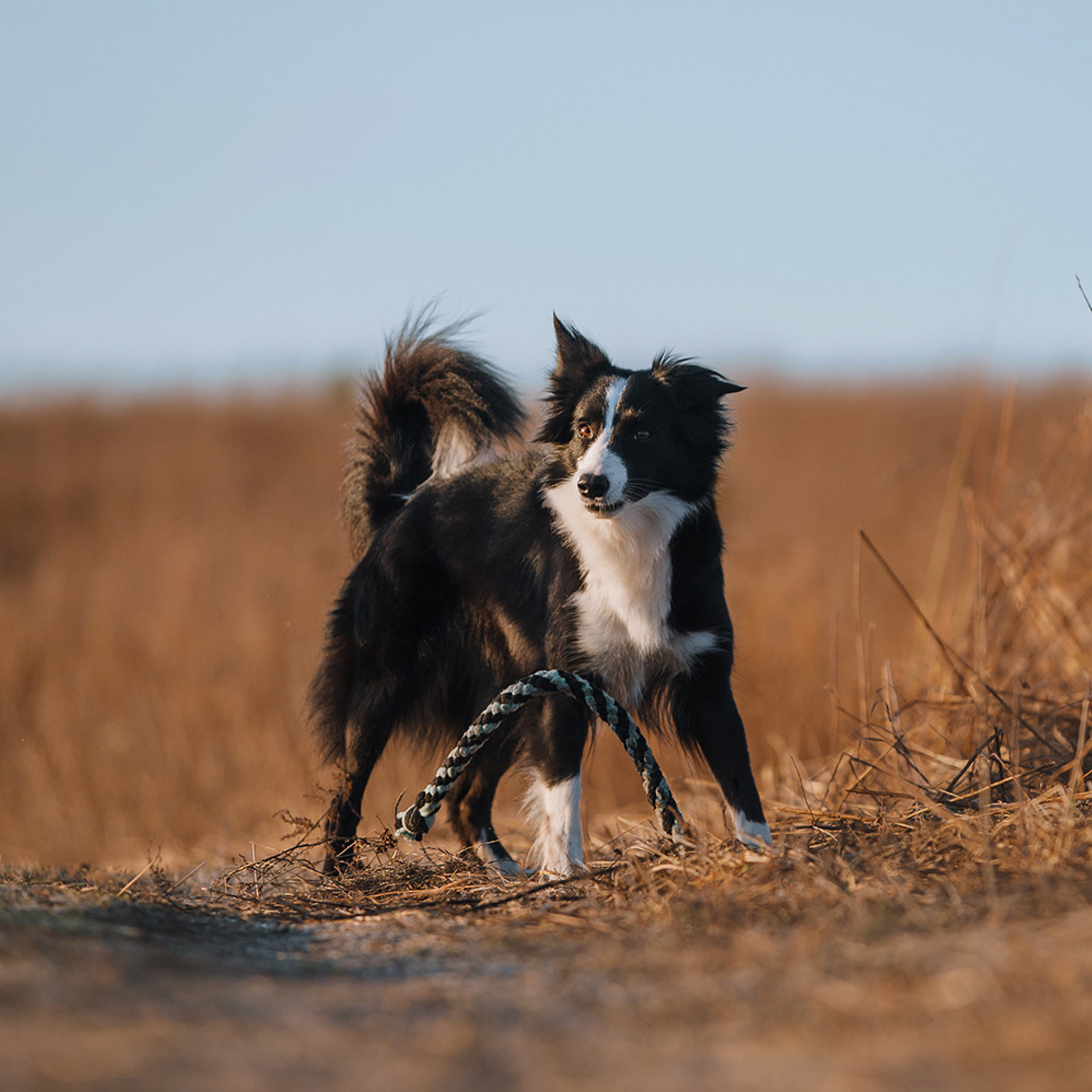 Таня и Шэгги. Фотограф Анна Тюрина