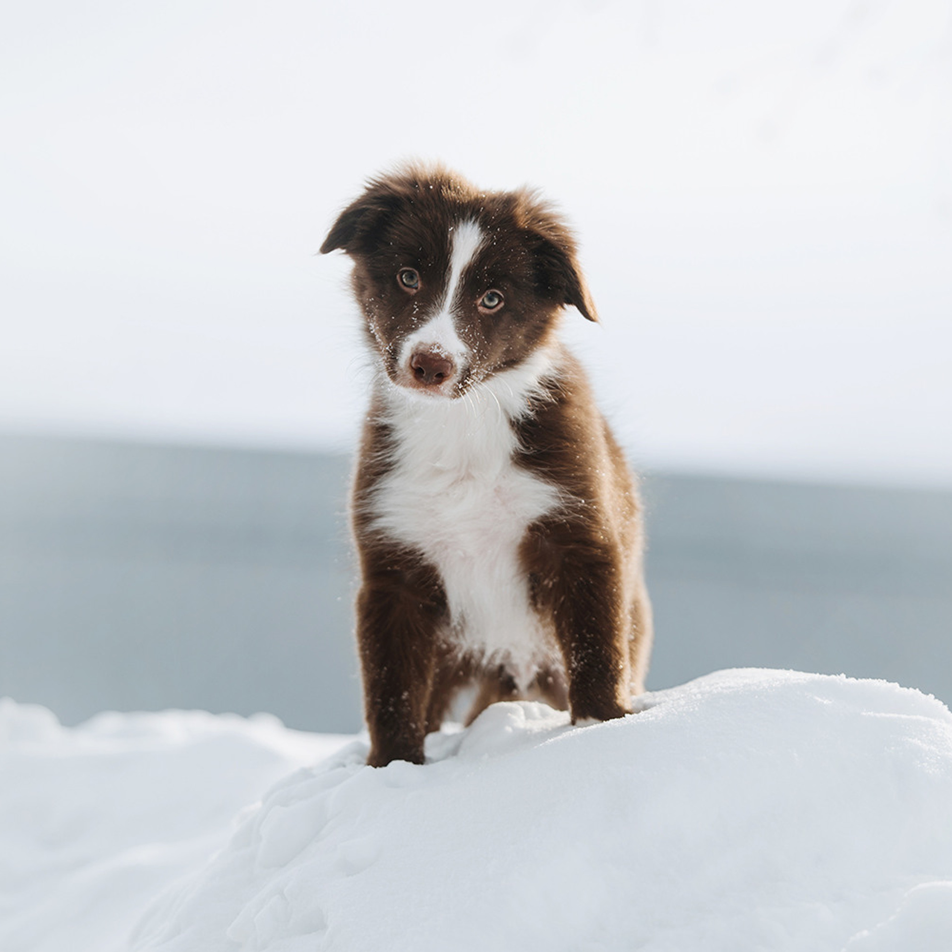 Ксюша, Максим и Рокки. Фотограф Анна Тюрина
