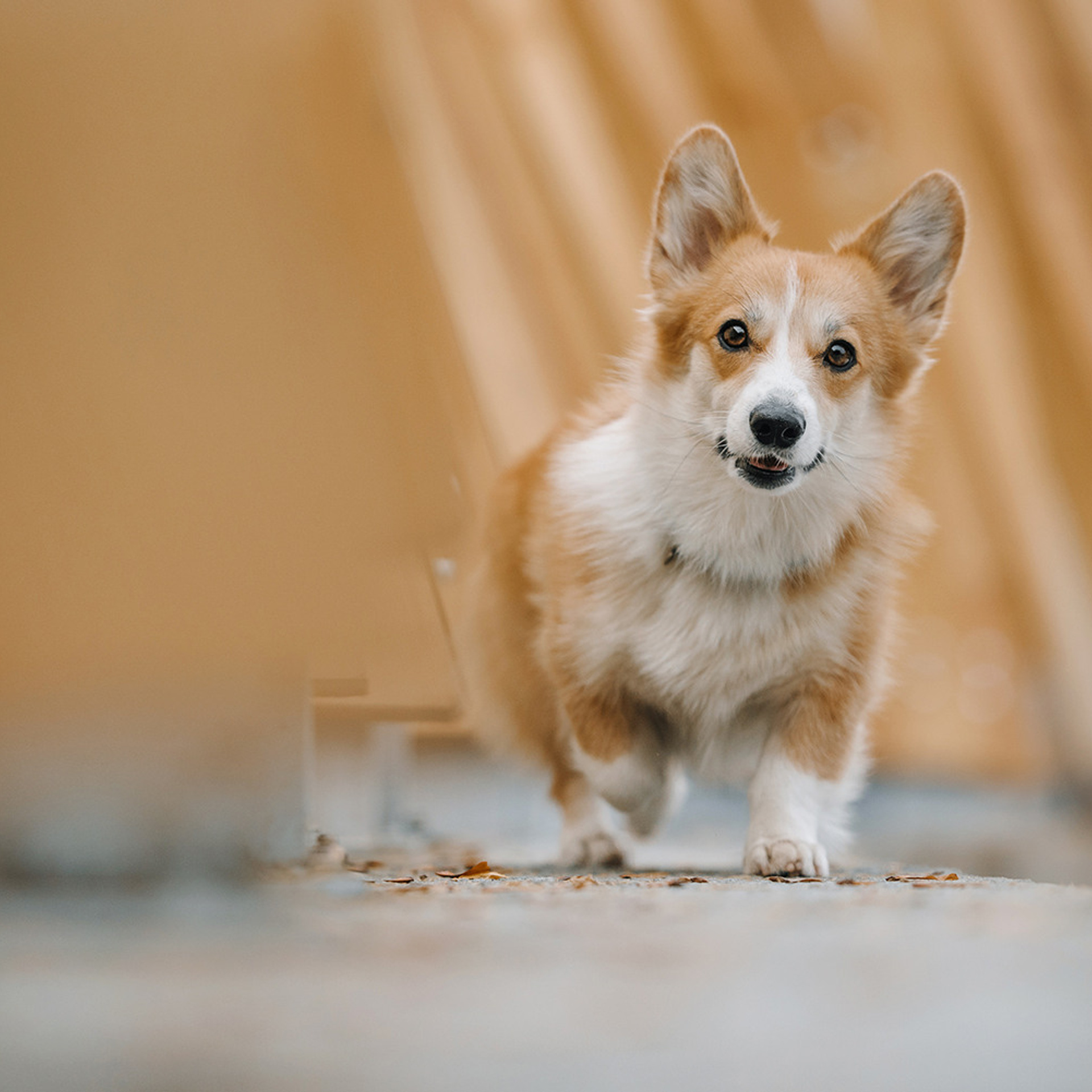 Катя, Саша и корги Люси. Фотограф Анна Тюрина