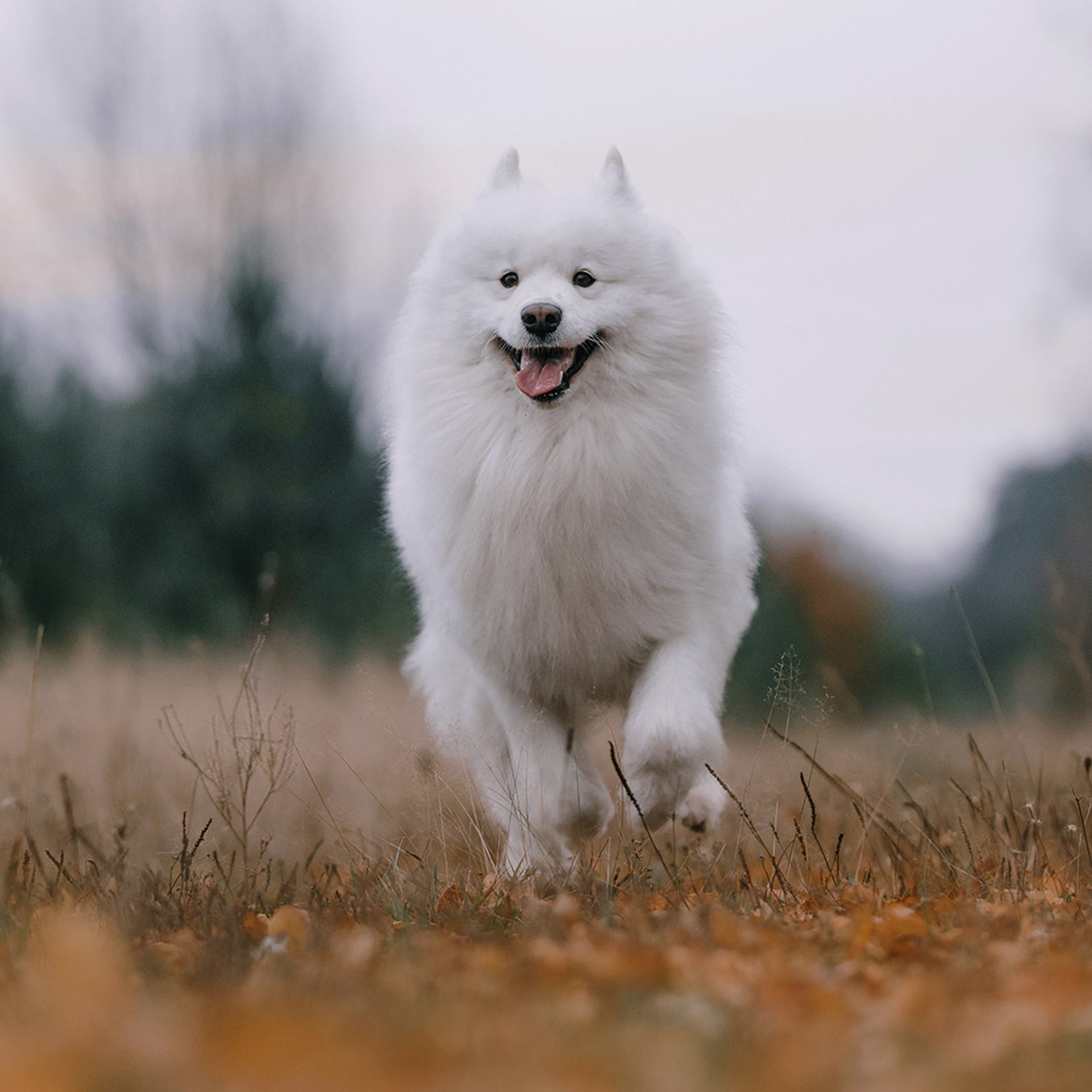 Елена и Эльза. Фотограф Анна Тюрина