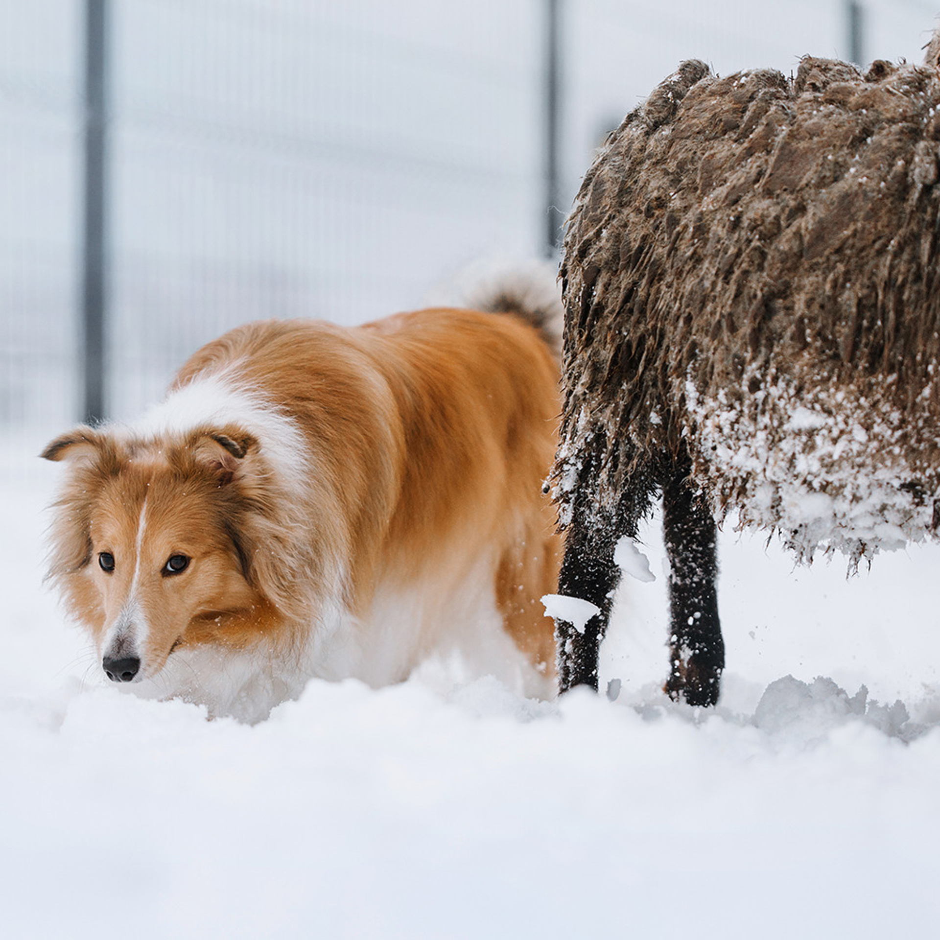 Пастьба в декабре. Фотограф Анна Тюрина