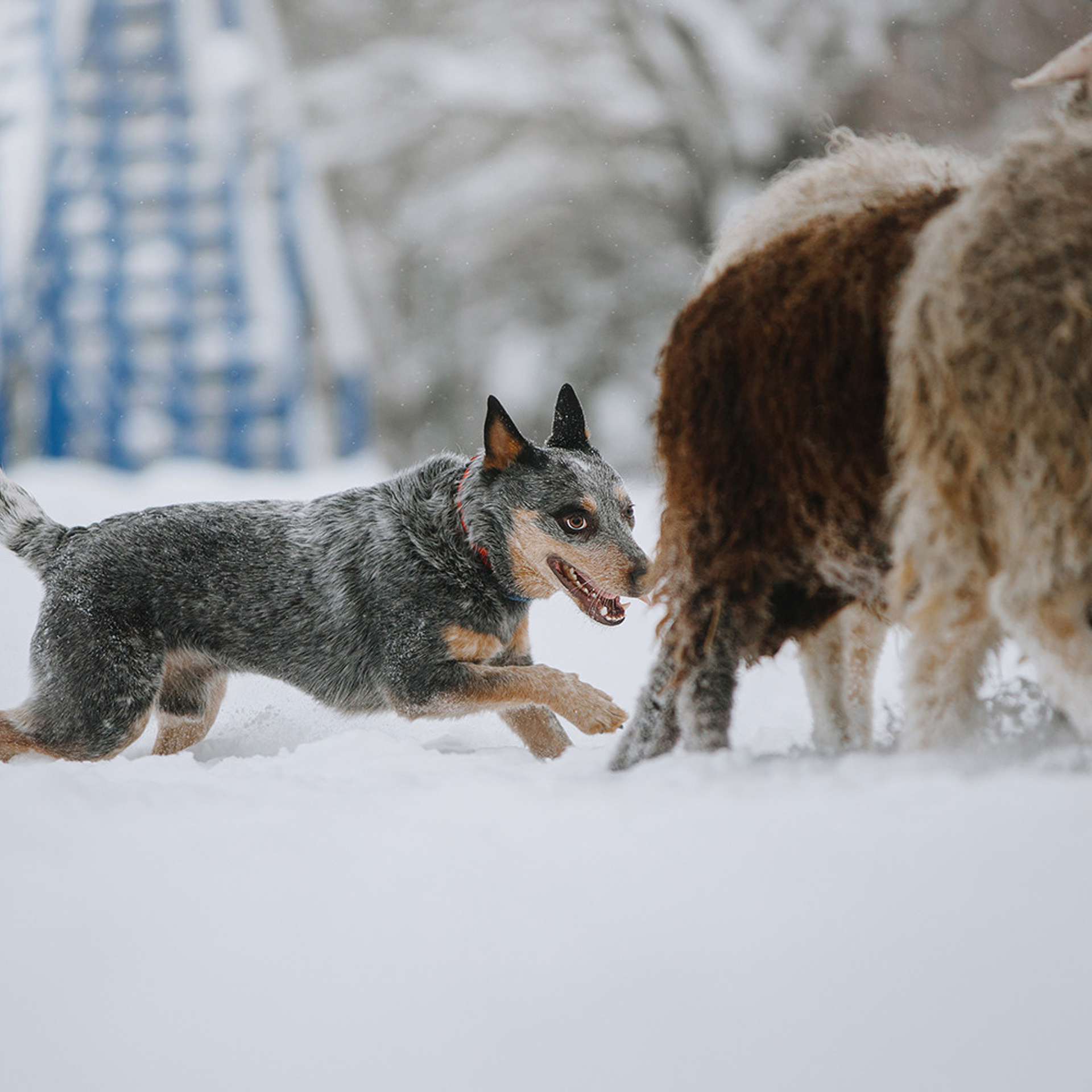 Маша и Дип пасут овец. Фотограф Анна Тюрина