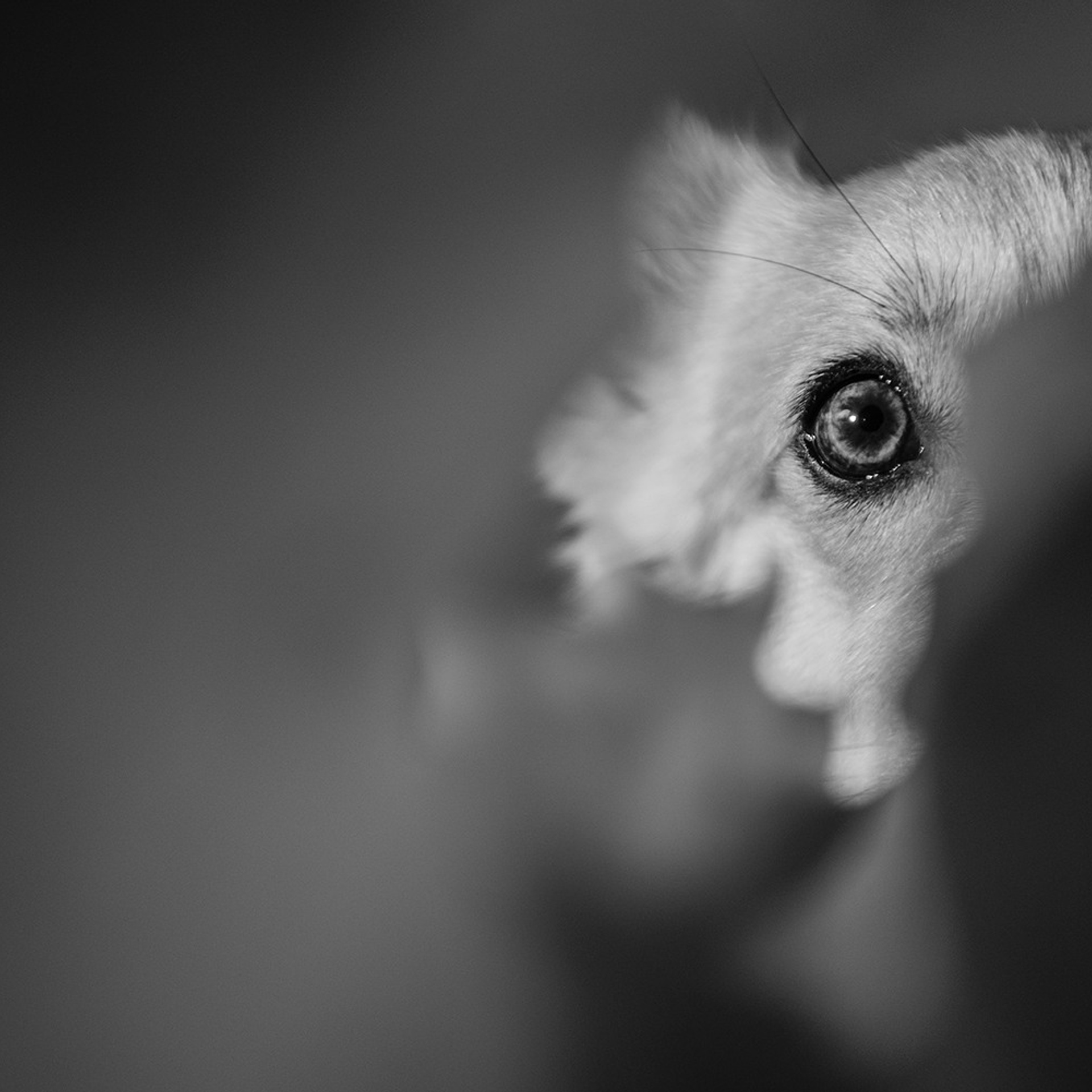 Катя, Саша и корги Люси. Фотограф Анна Тюрина