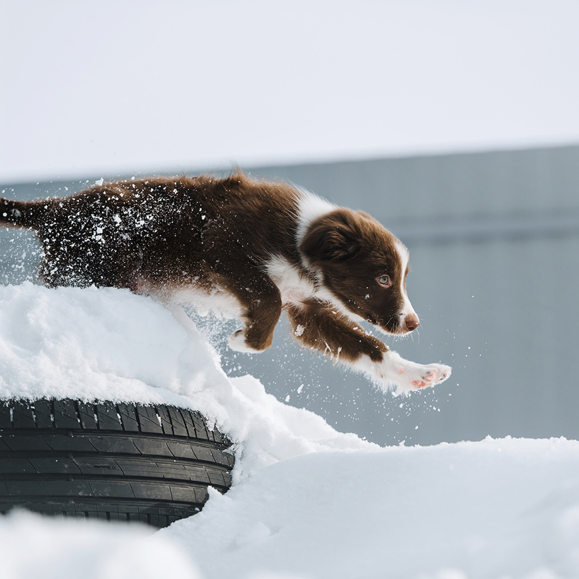 Ксюша, Максим и Рокки. Фотограф Анна Тюрина