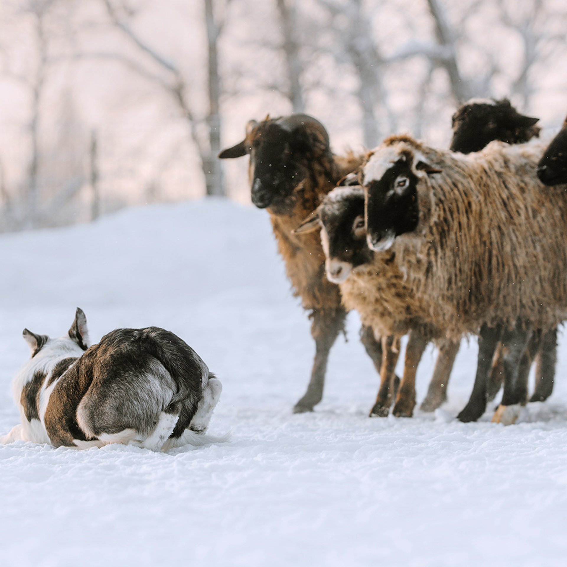 Пастьба в феврале. Фотограф Анна Тюрина