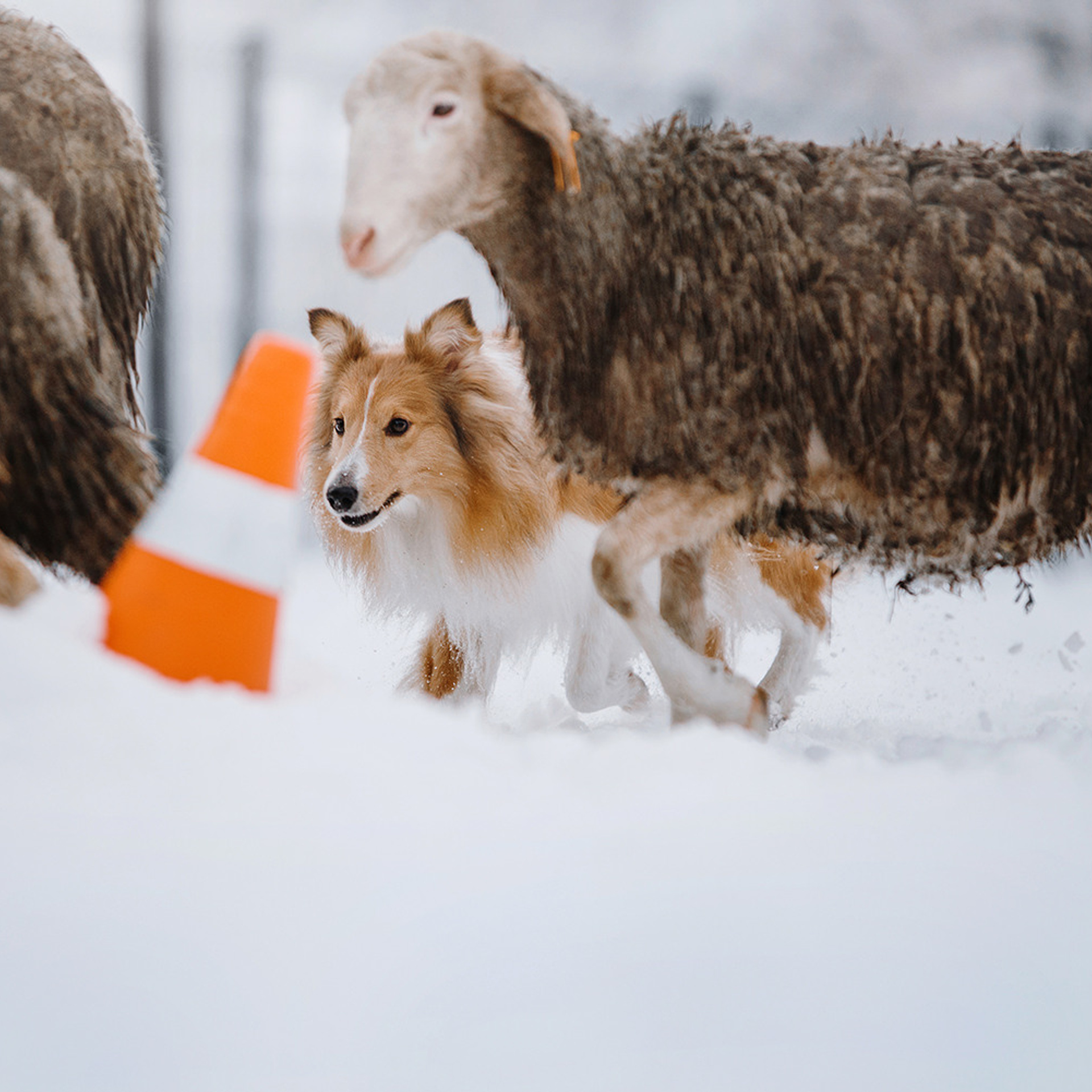 Пастьба в декабре. Фотограф Анна Тюрина