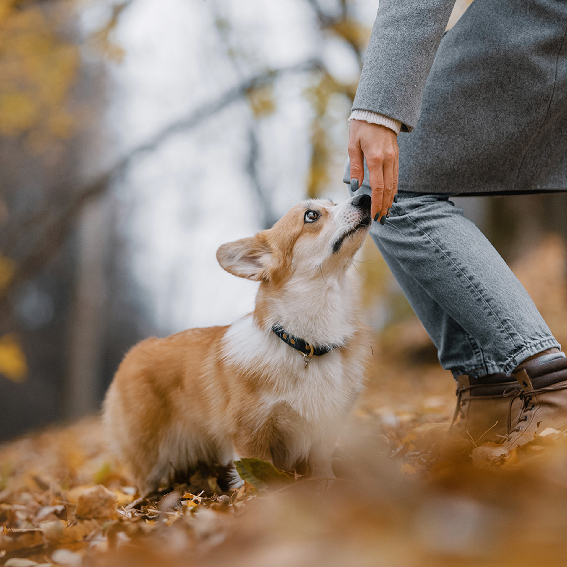 Катя, Саша и корги Люси. Фотограф Анна Тюрина