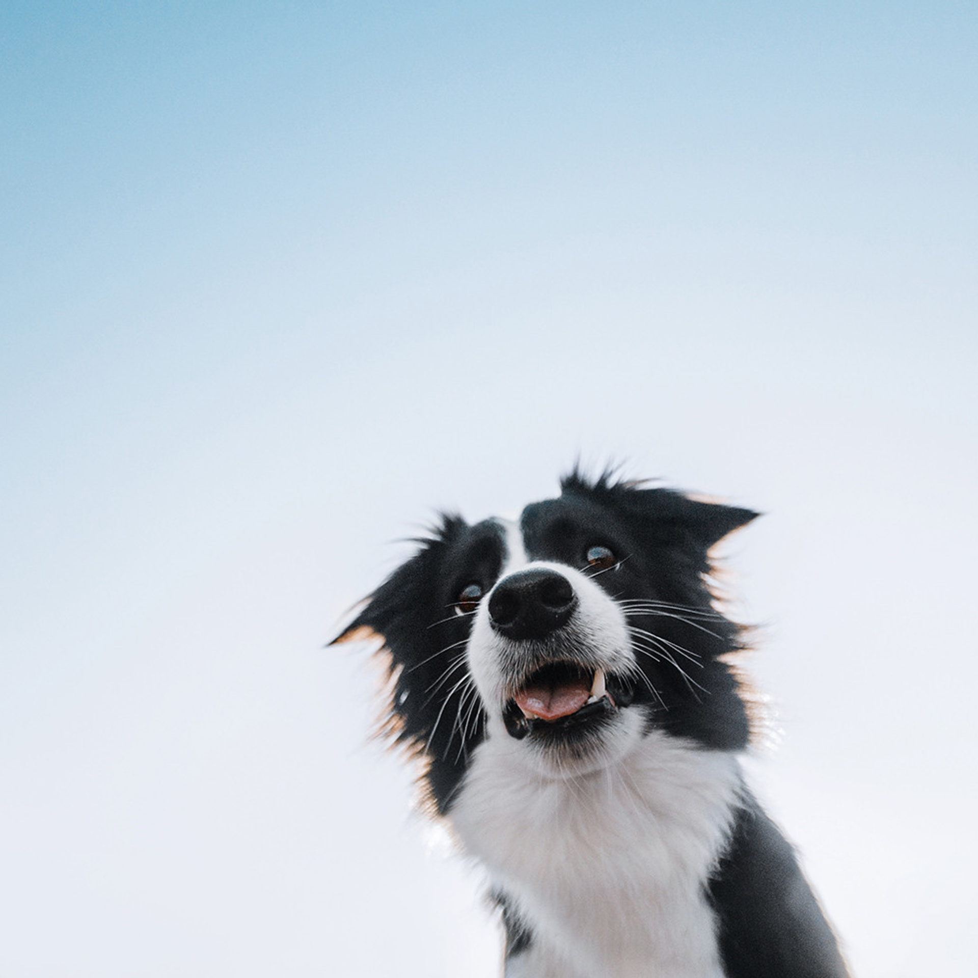 Таня и Шэгги. Фотограф Анна Тюрина
