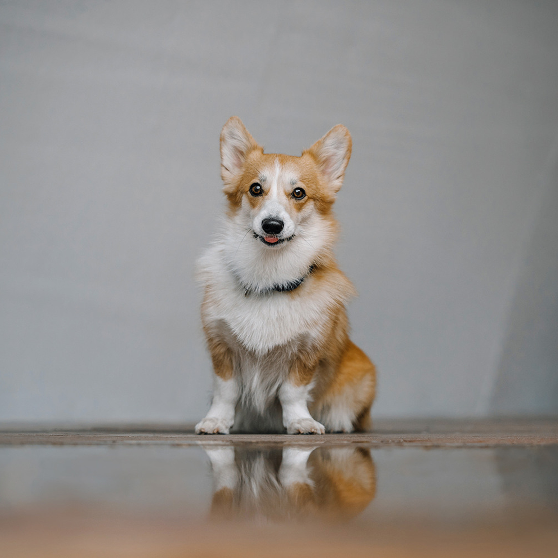 Катя, Саша и корги Люси. Фотограф Анна Тюрина