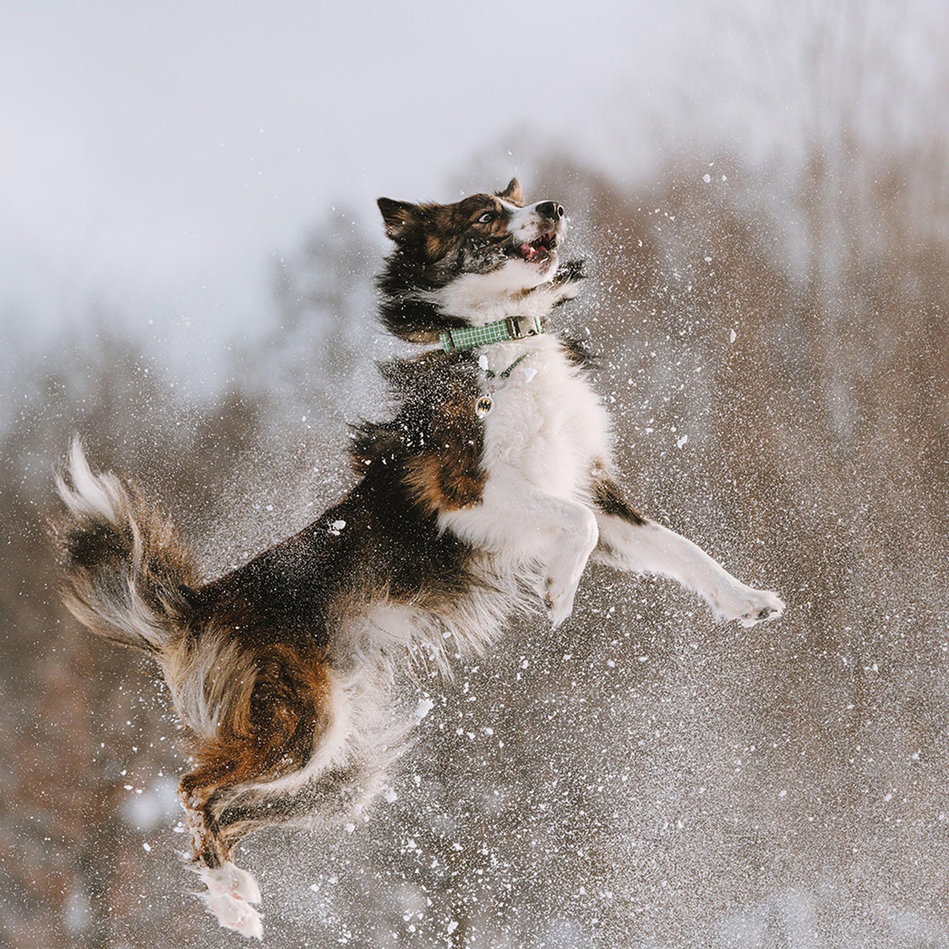 Пастьба в феврале. Фотограф Анна Тюрина