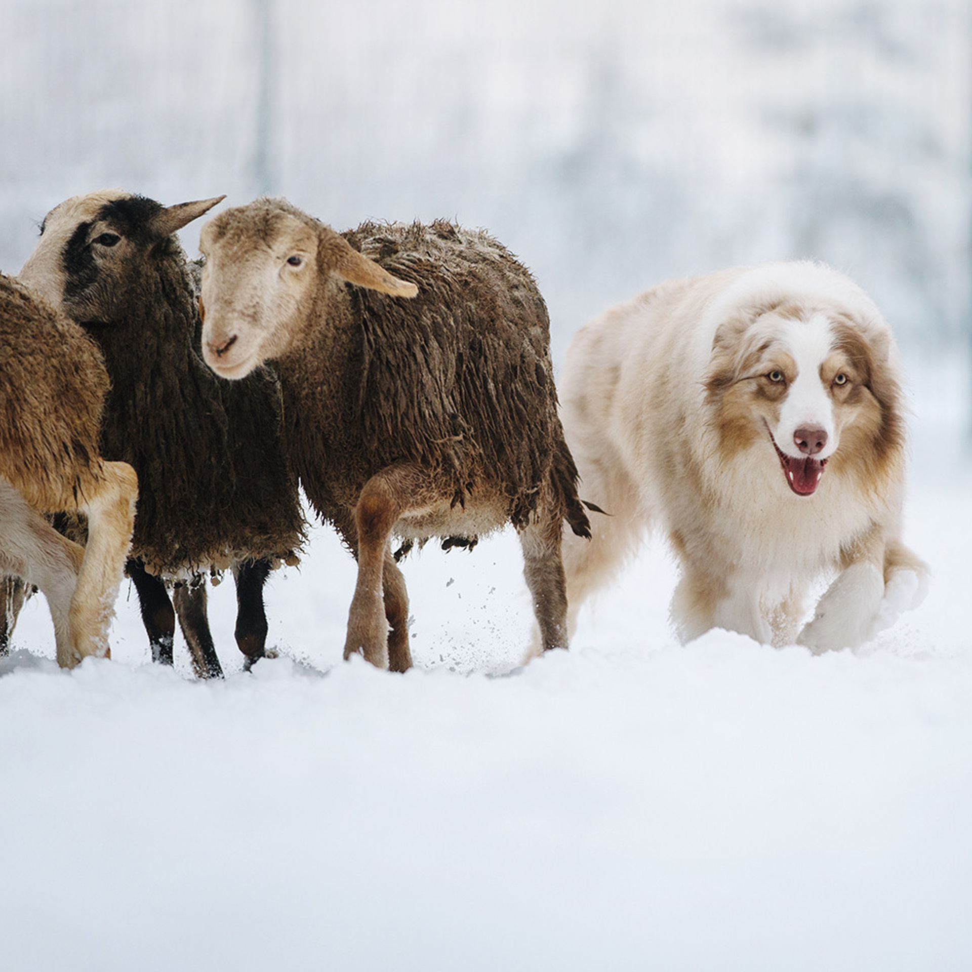 Пастьба в декабре. Фотограф Анна Тюрина